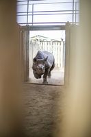 Neushoorn_2026_28.JPG