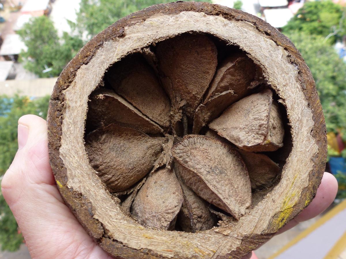Brazil nut