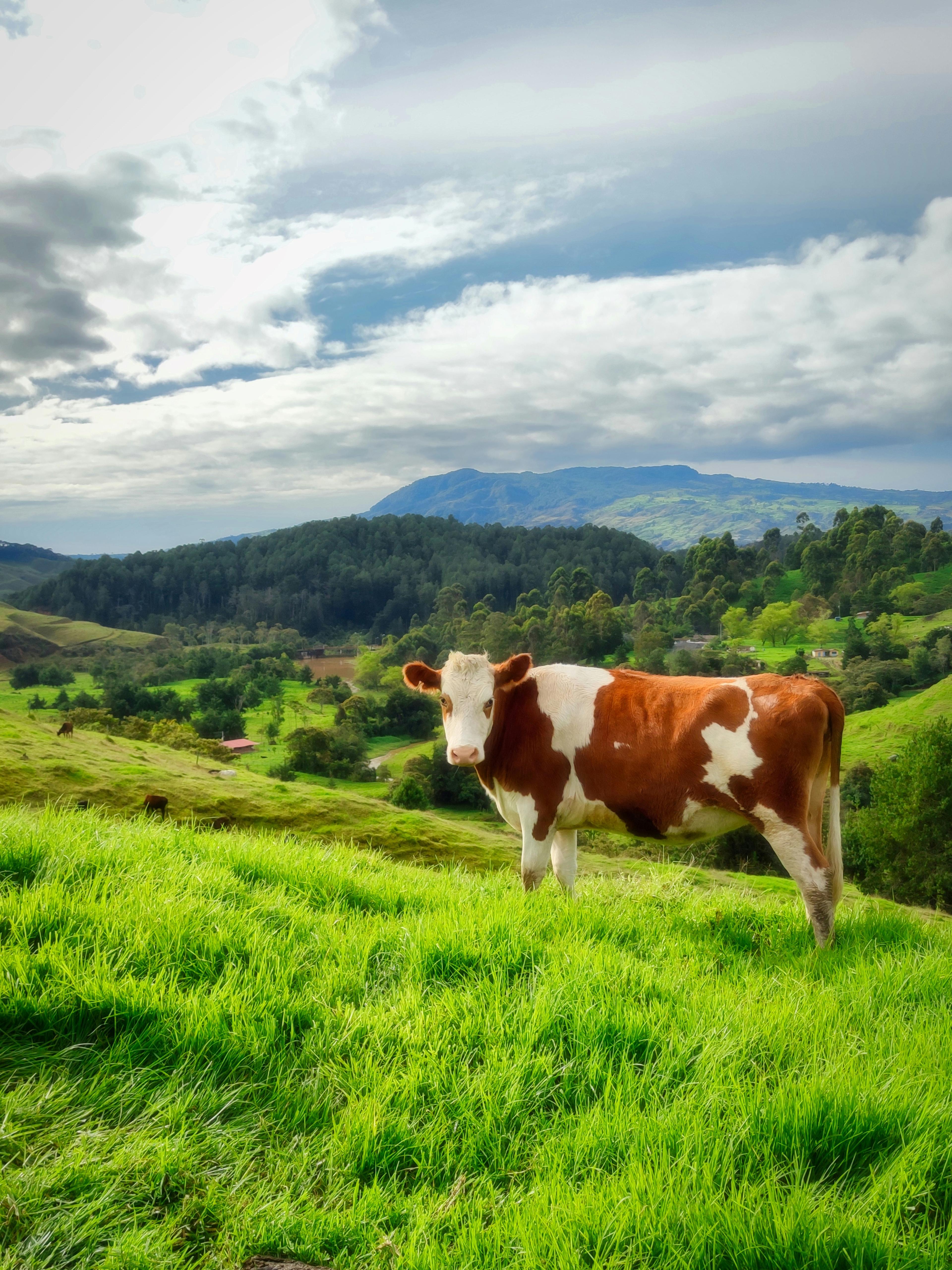 Melkveehouderij in Antioquia, Colombia