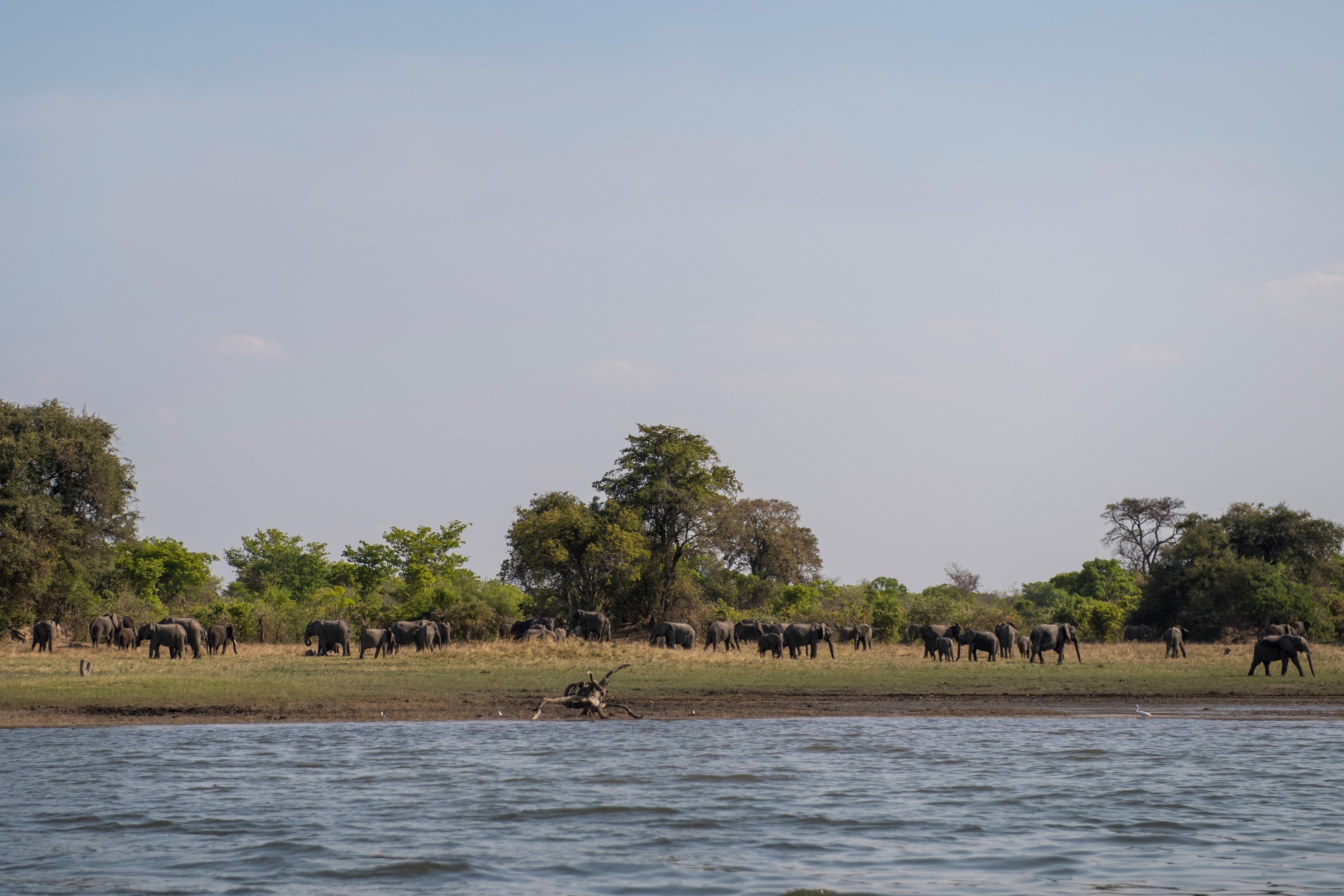 Afrikaanse olifanten bij dam in Zambia Kafue Flats