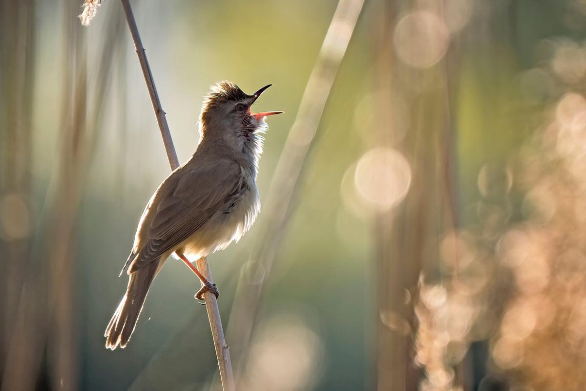 Grote Karekiet op een takje, snavel open, vogel