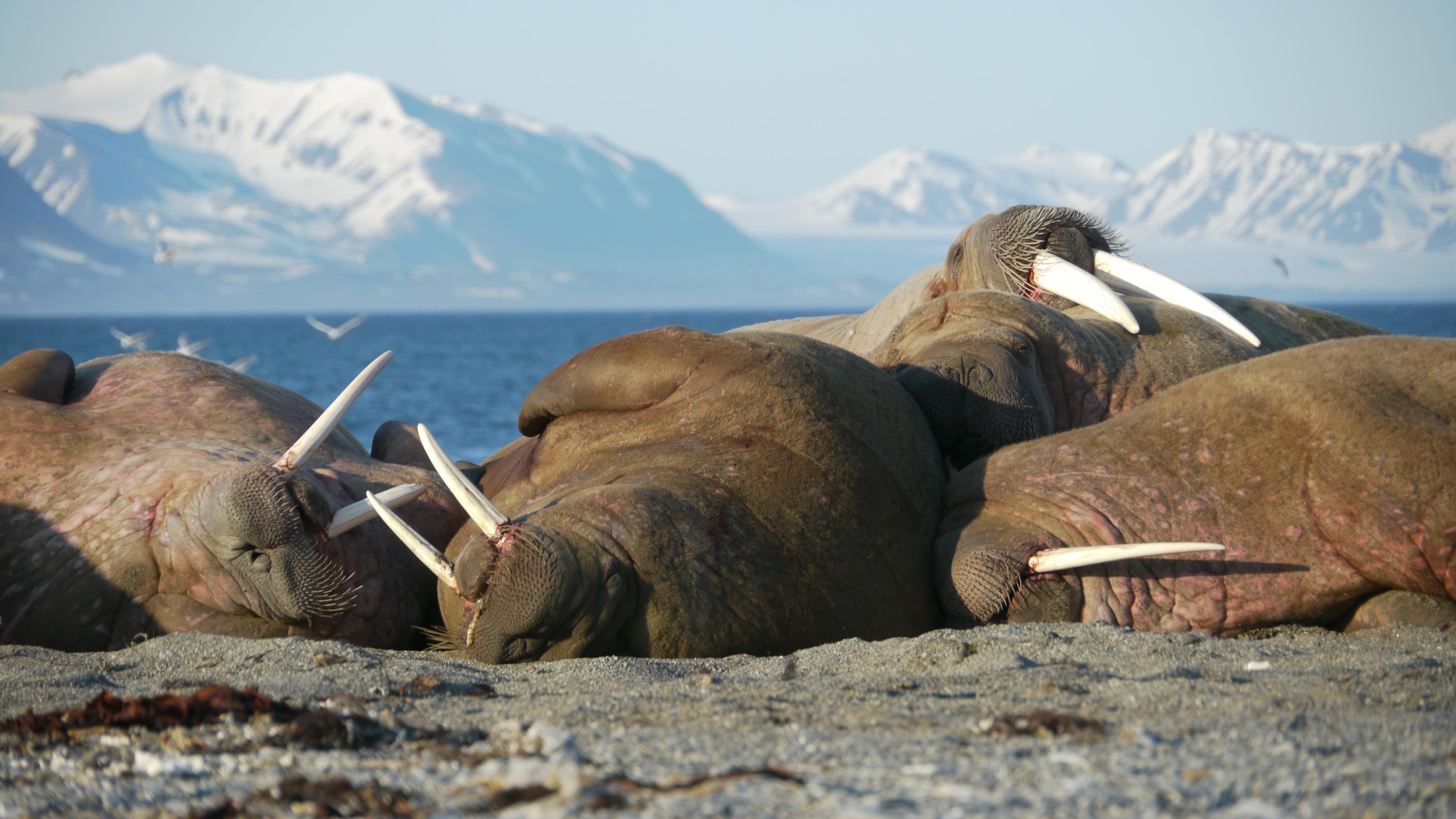 Een groep walrussen (Odobenus rosmarus) op Spitsbergen in de Svalbard-archipel, Noorwegen.