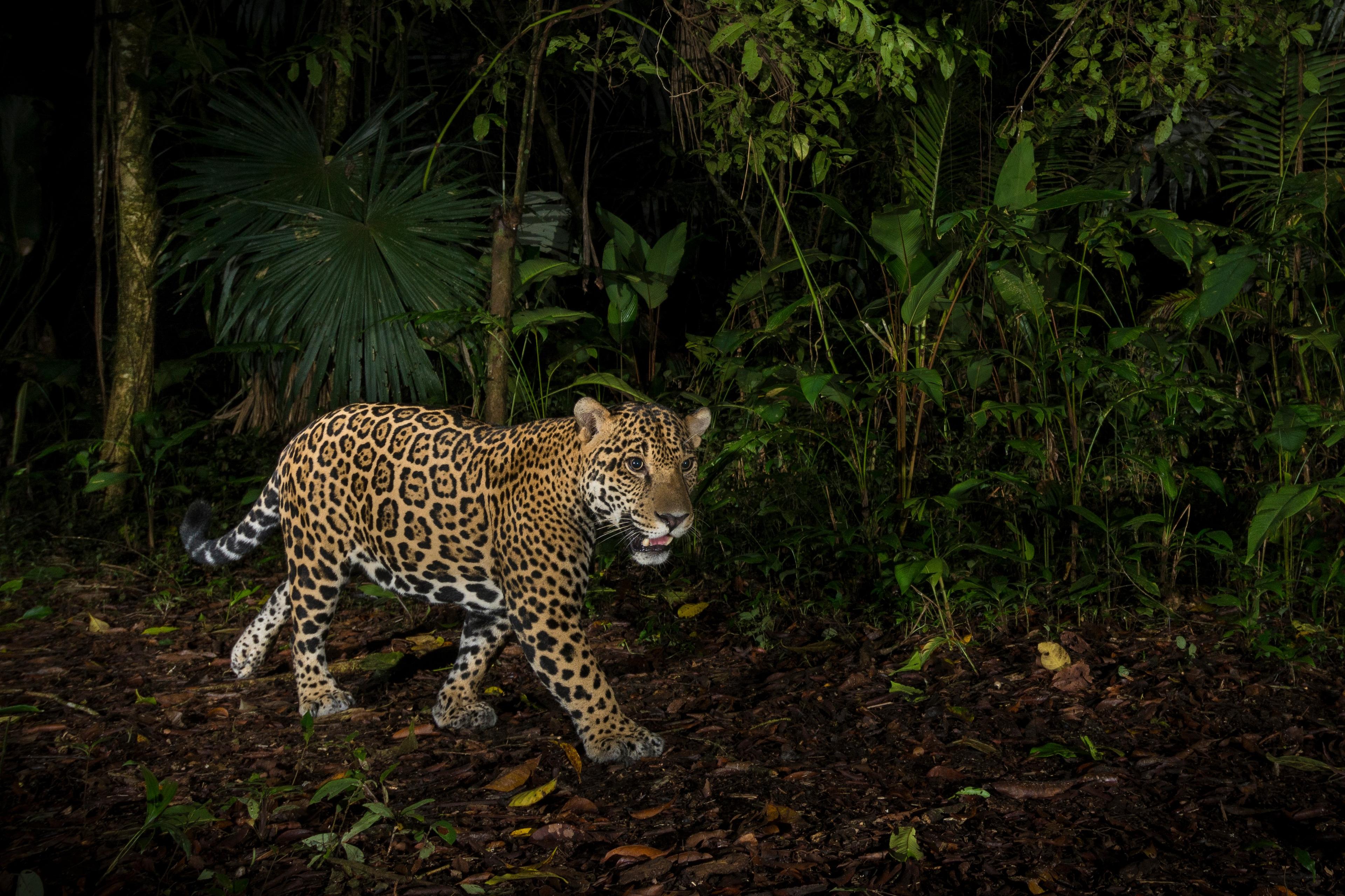 Jaguar gefotografeerd met cameraval, Costa Rica