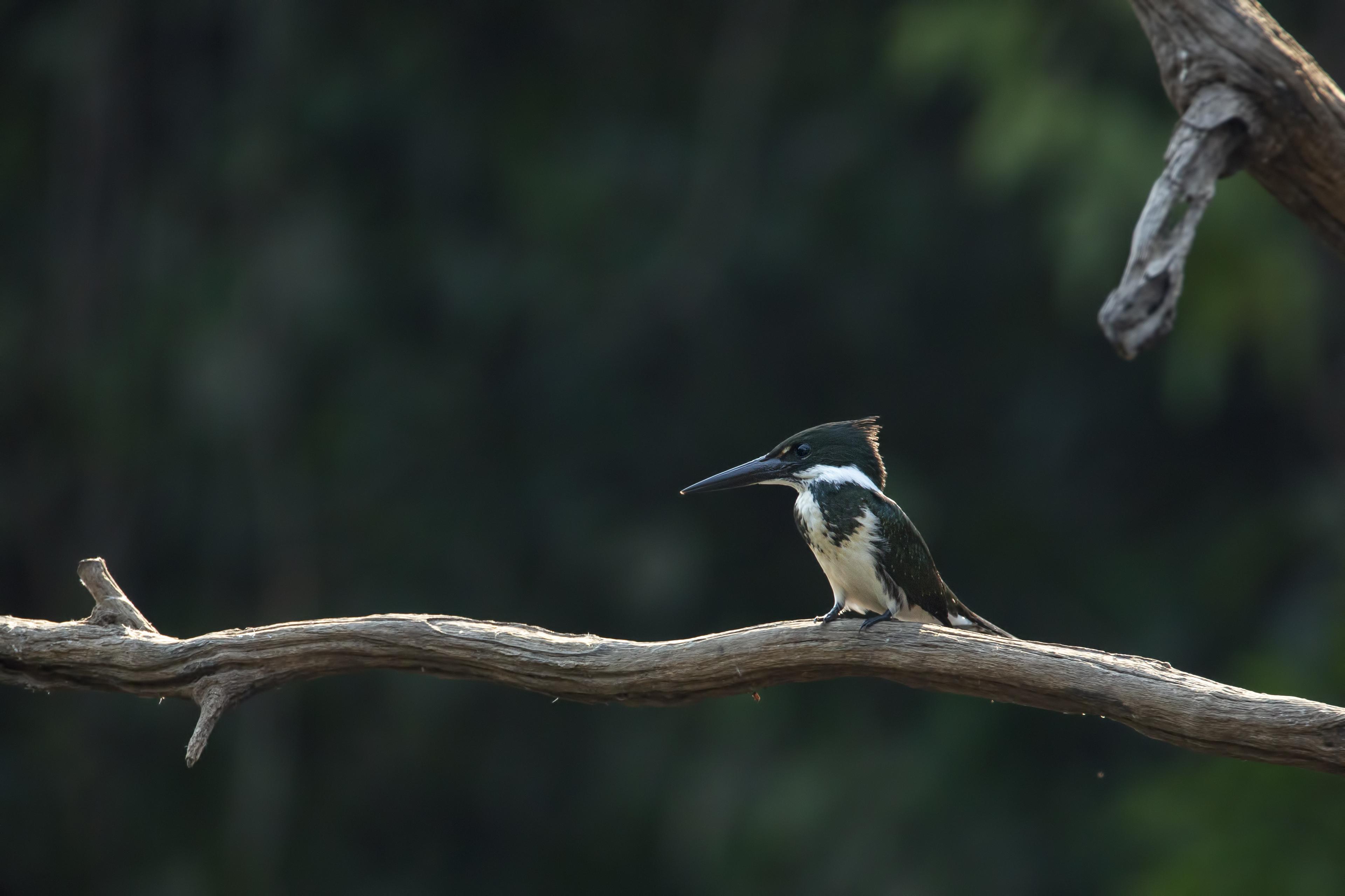 Ijsvogel zit op een tak in de Amazone