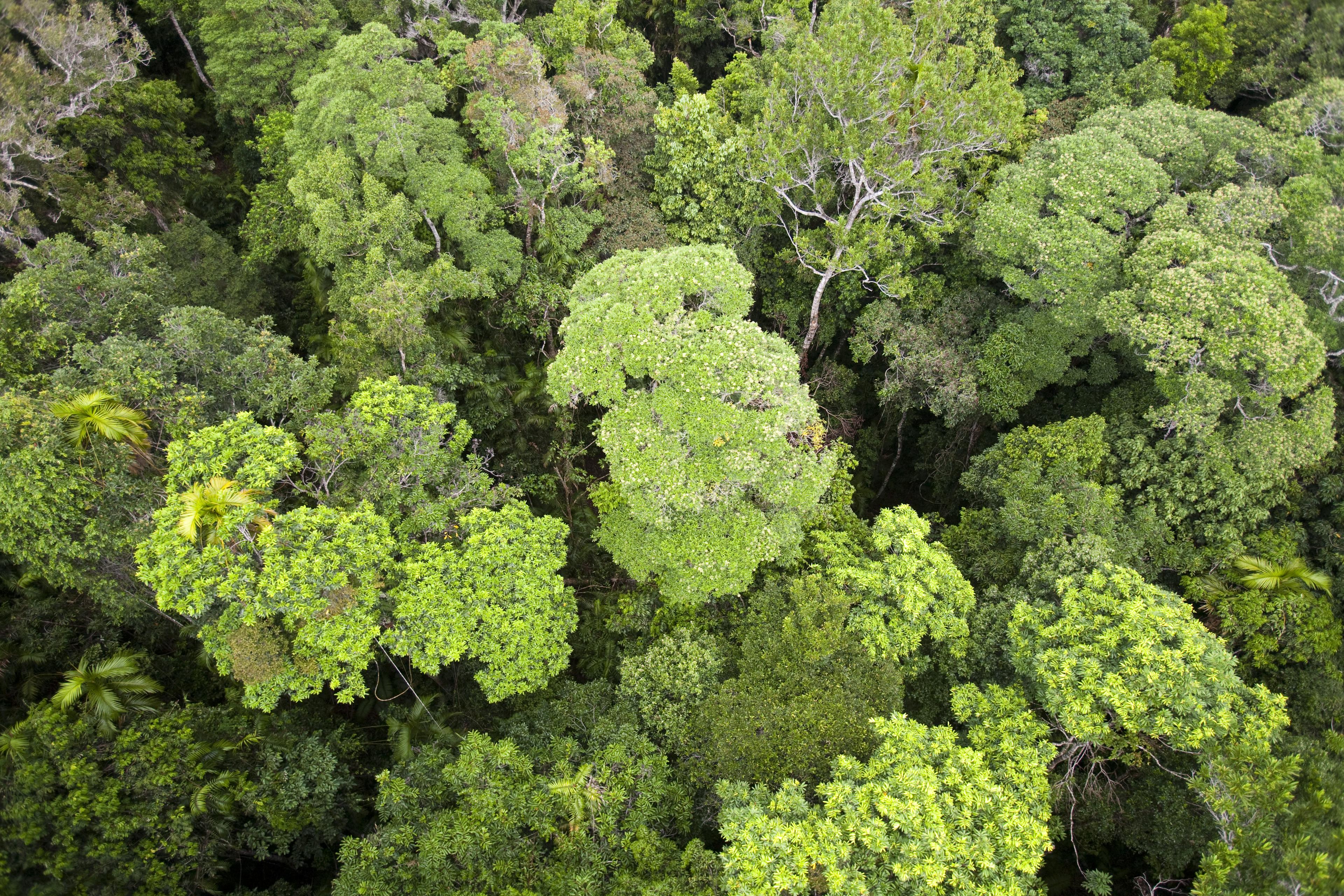 Het bladerdak van het Daintree-regenwoud