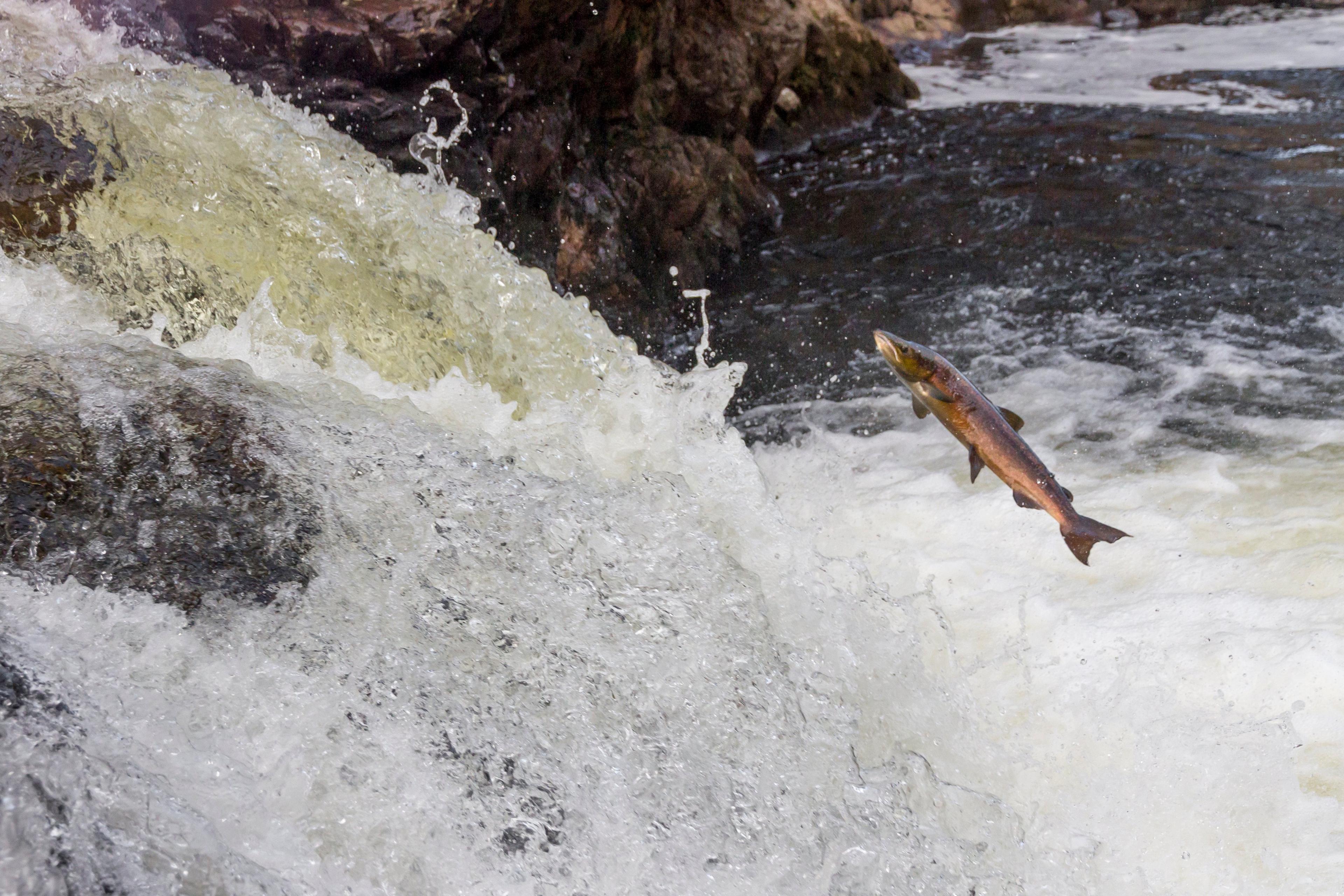 Atlantische zalm springt tegen waterval op