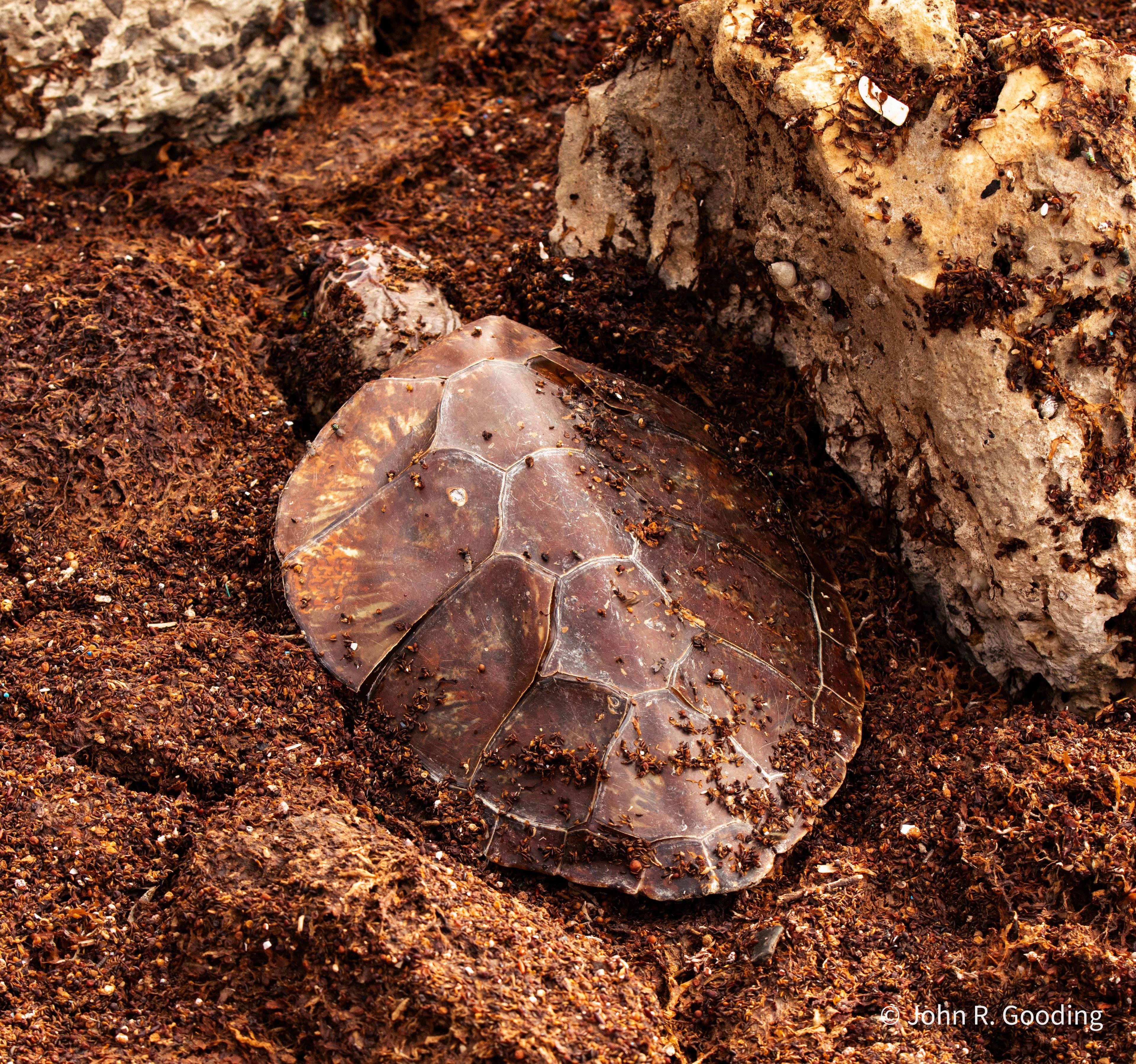 Zeeschildpad op het land