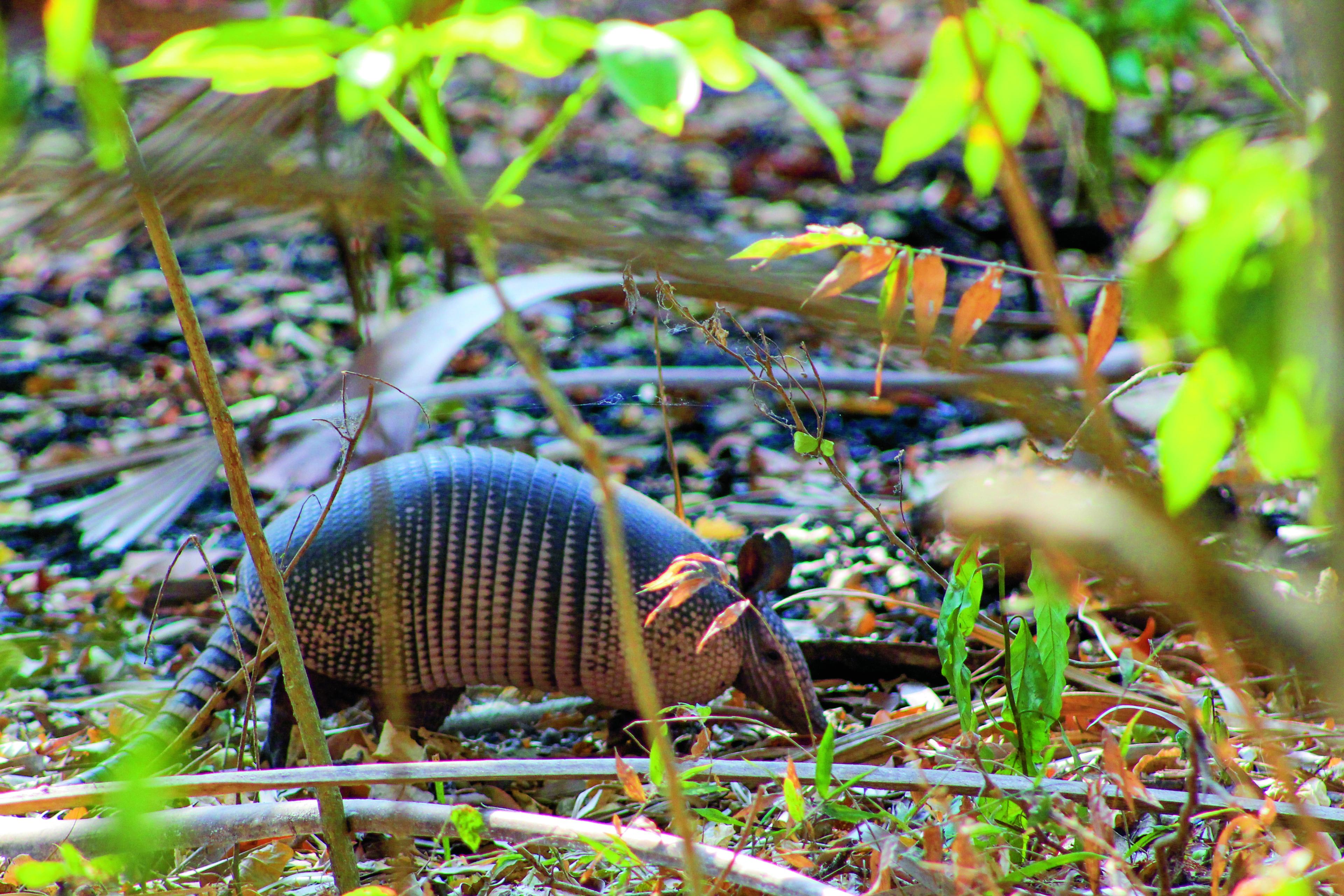 Armadillo (gordeldier) loopt tussen de takken