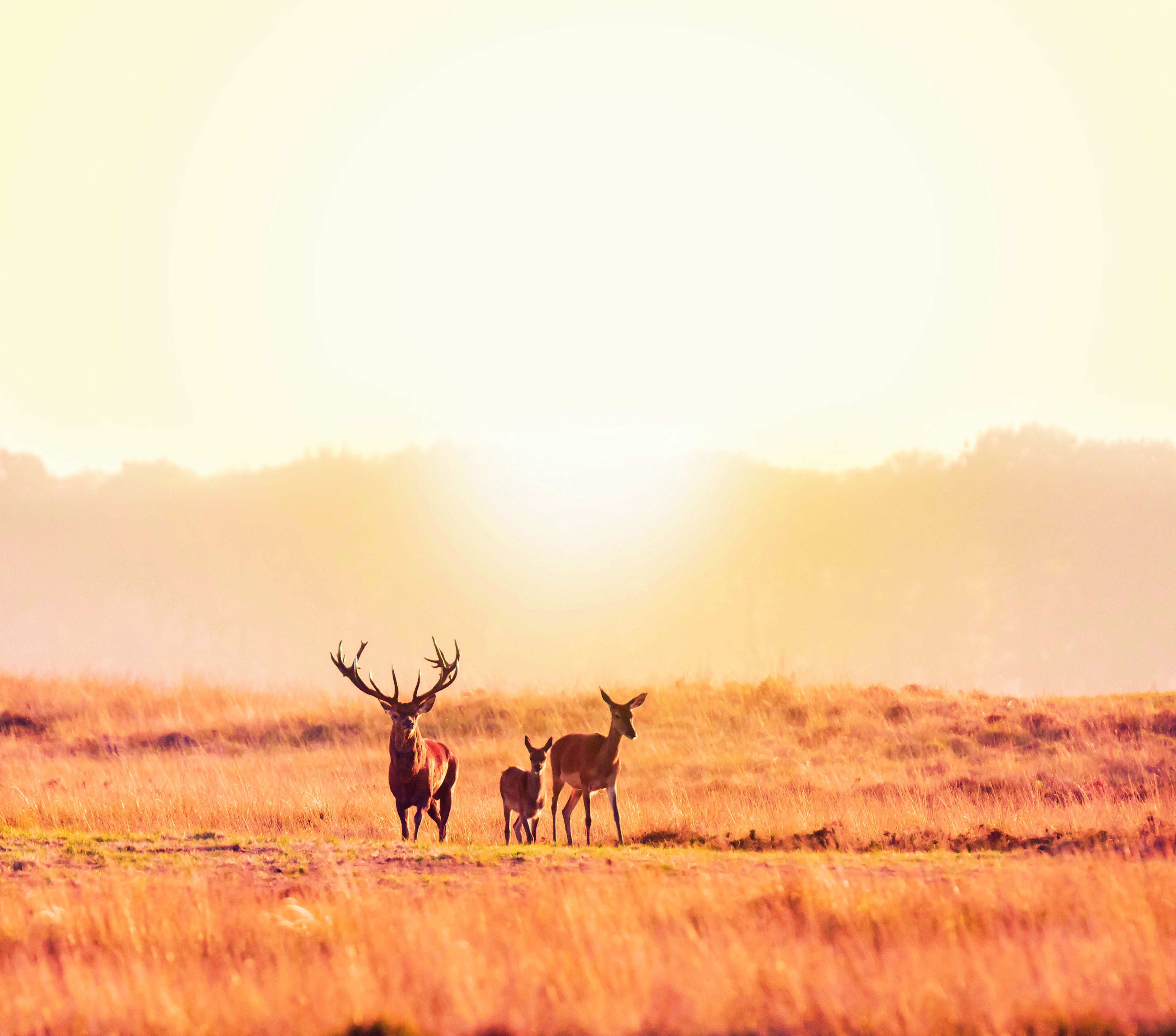 Edelherten op de Veluwe