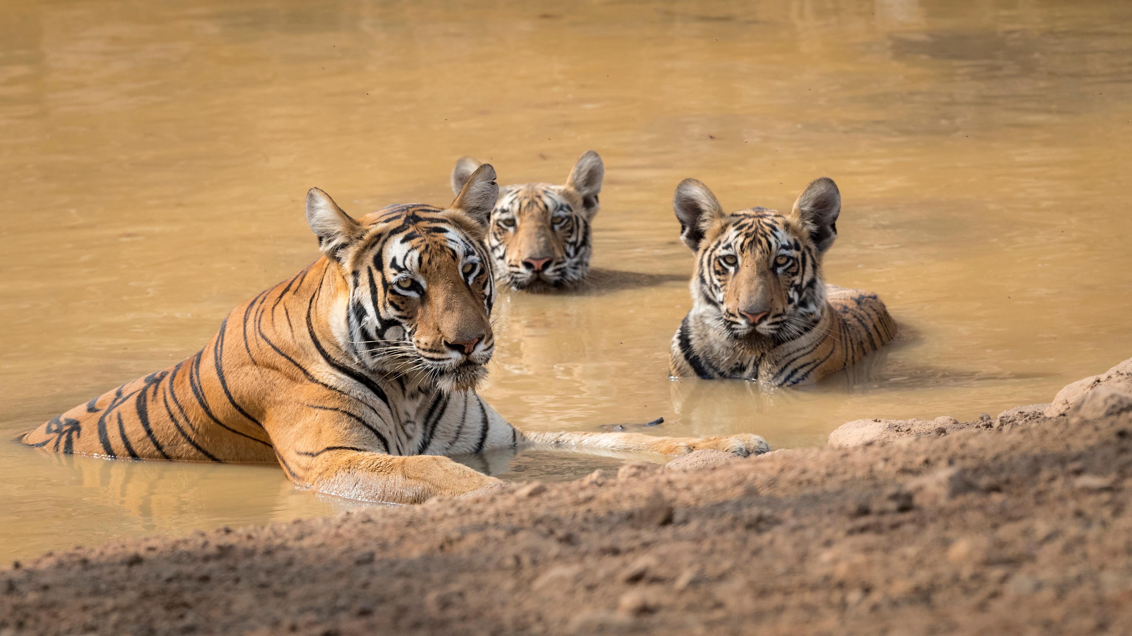 Tijger met welpen liggen in het water