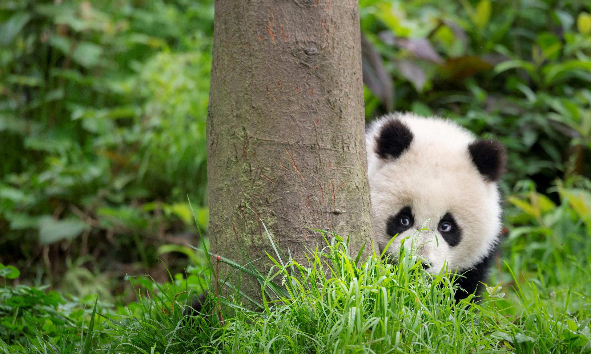 Panda kijkt net om een boom heen, China