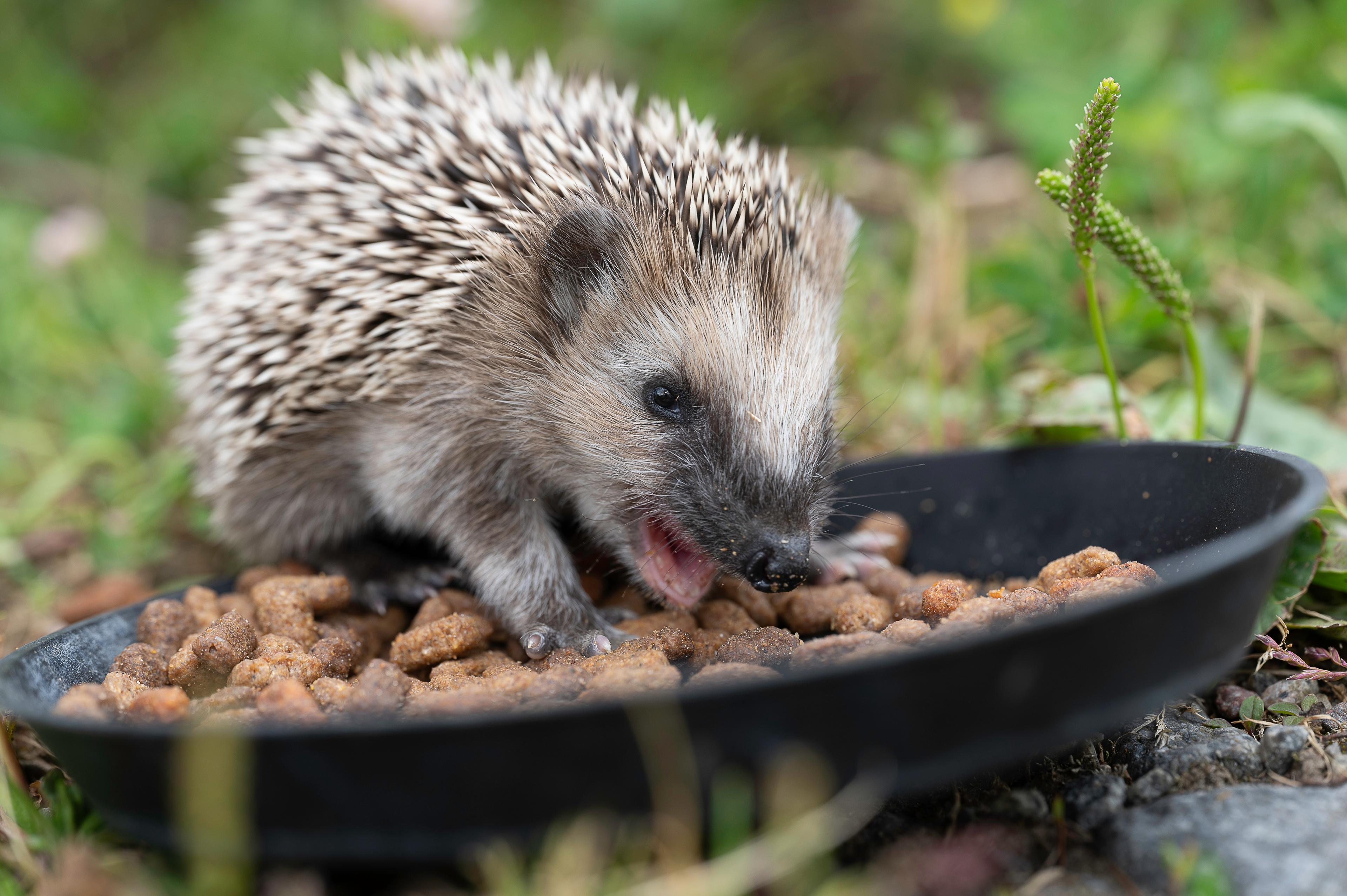 Europese egel eet uit een bakje