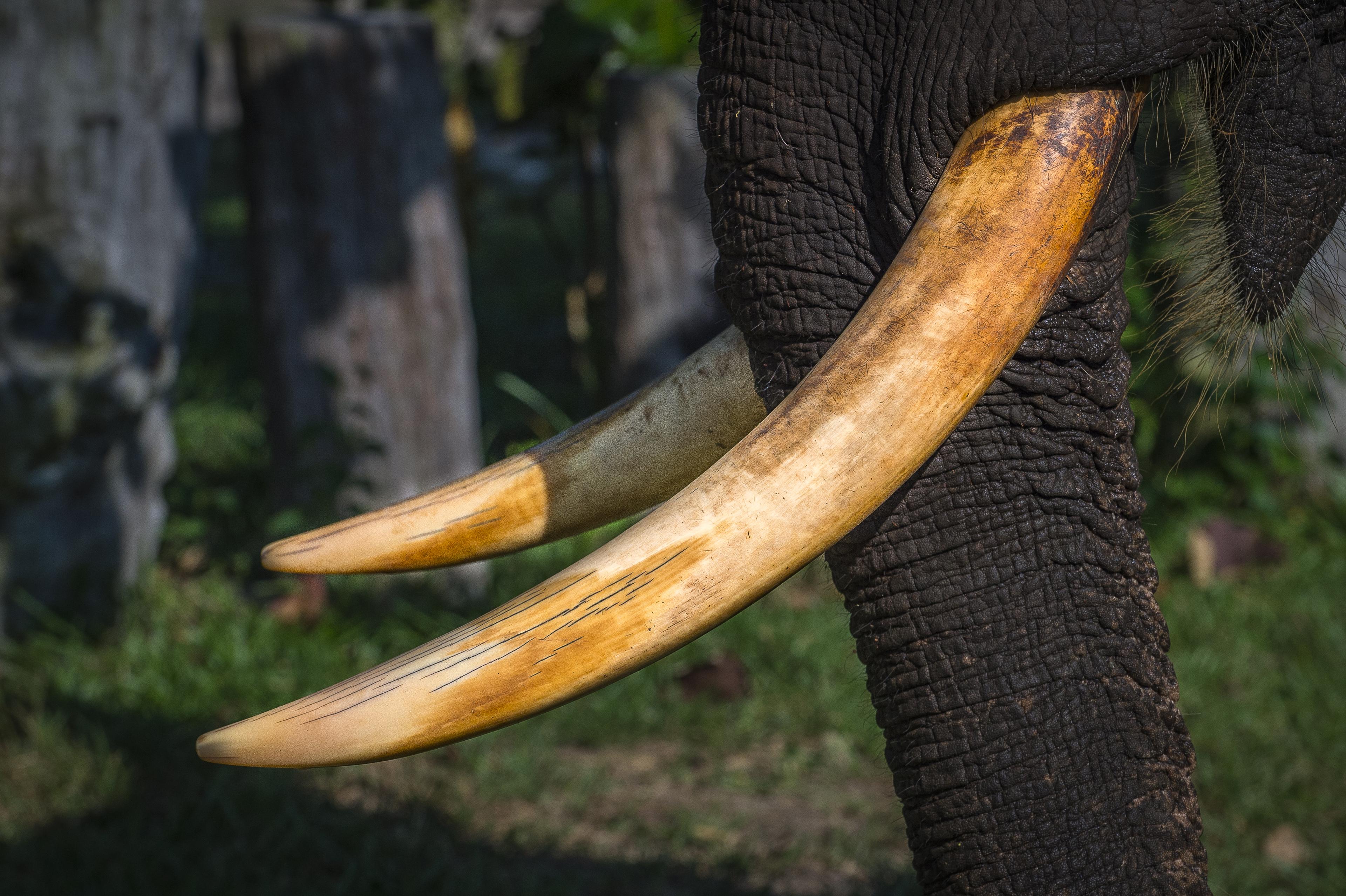 Tamme Sumatraanse olifant met gigantische slagtanden