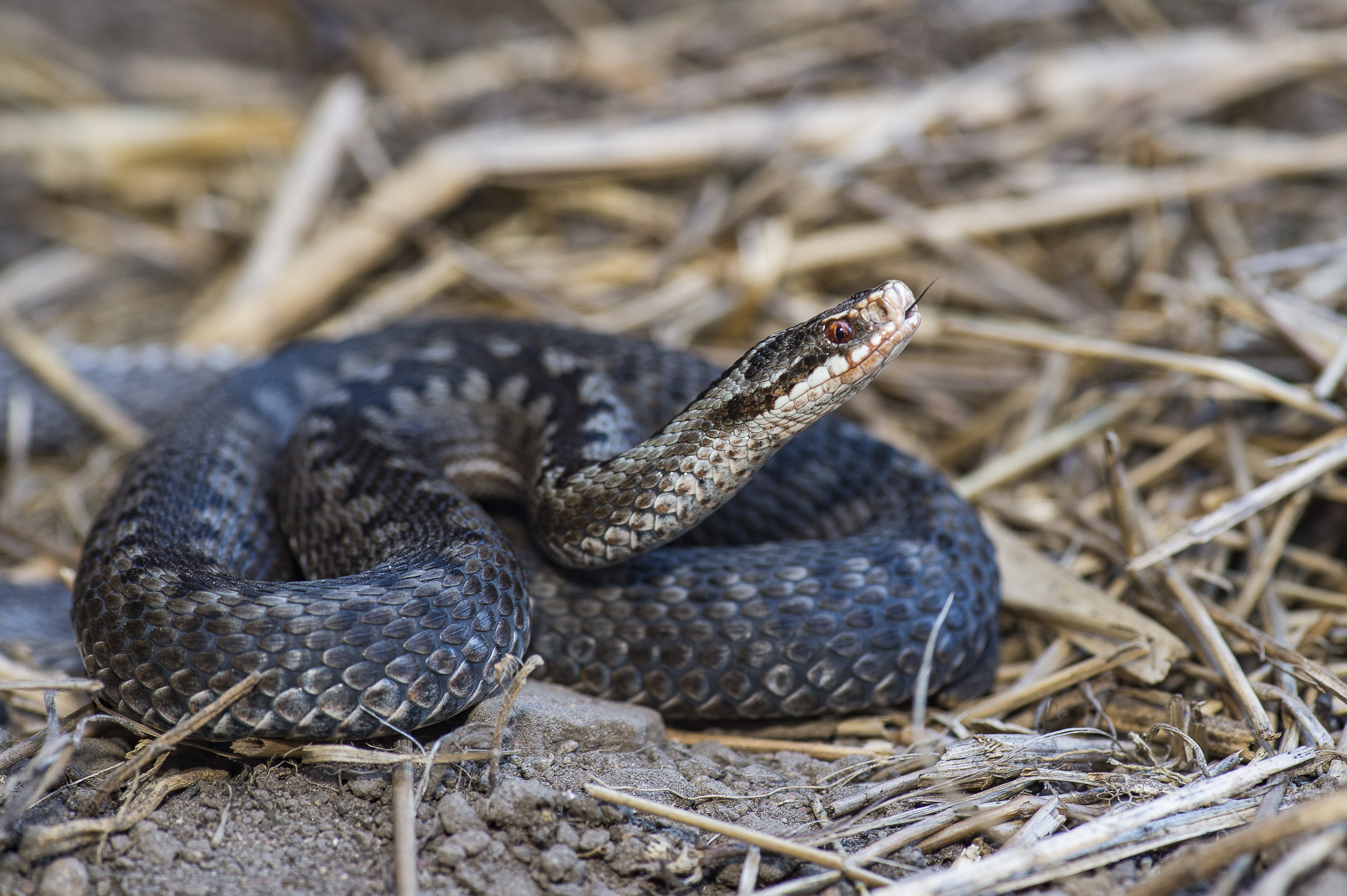 Adder_WW257890_credits Ola Jennersten WWF.jpg