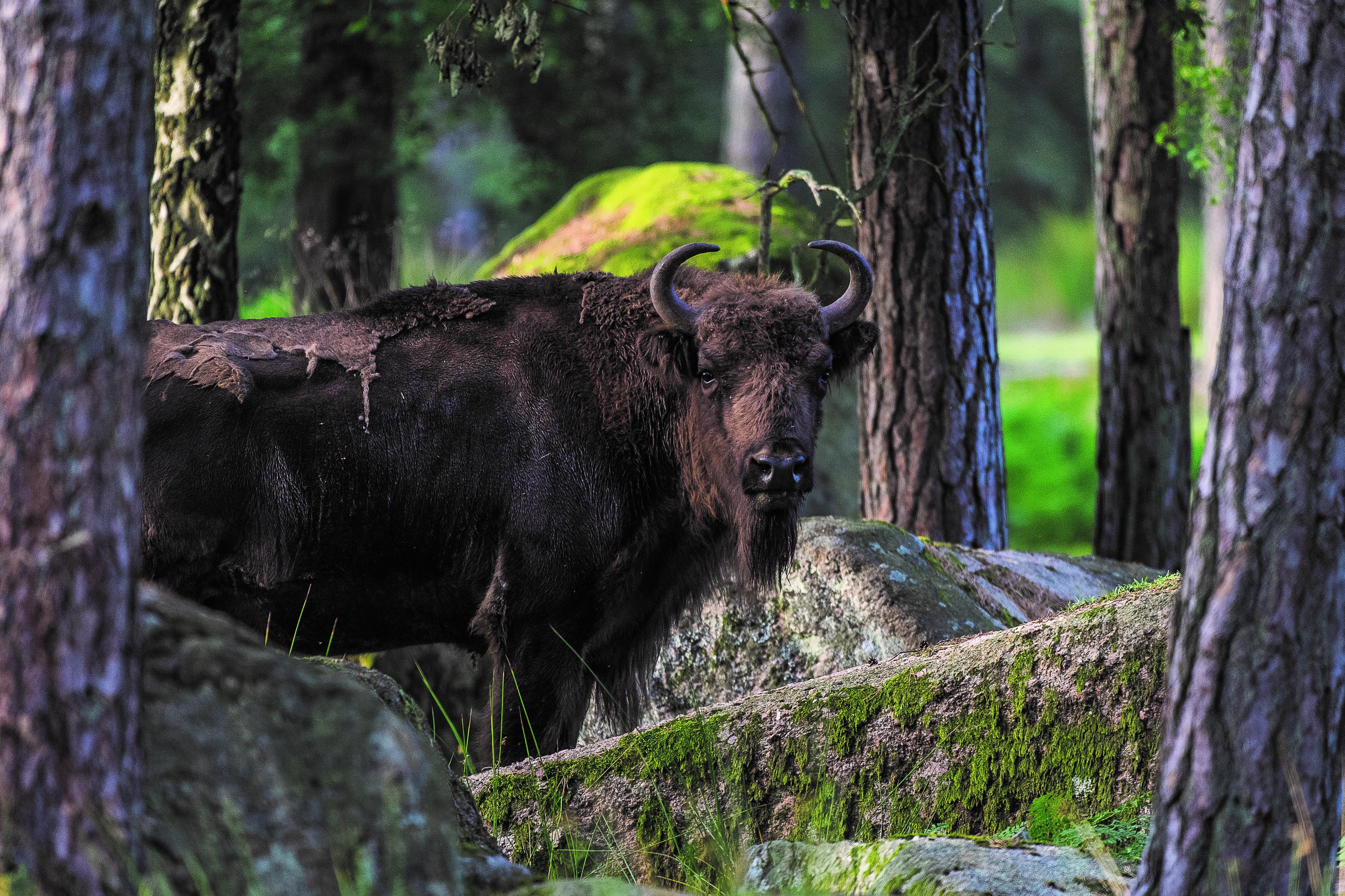 Bison tussen de bomen