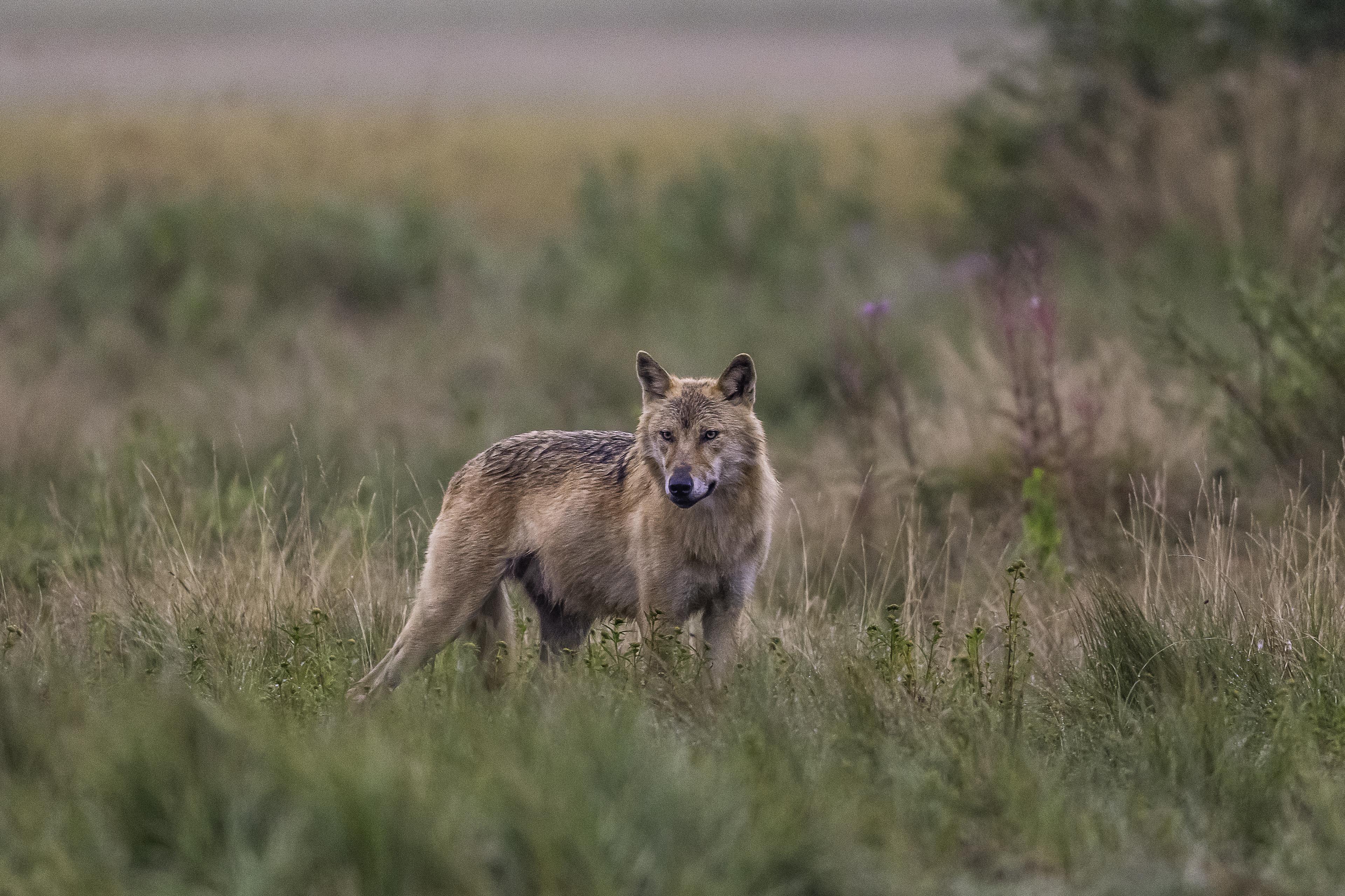 Wolf in Finland
