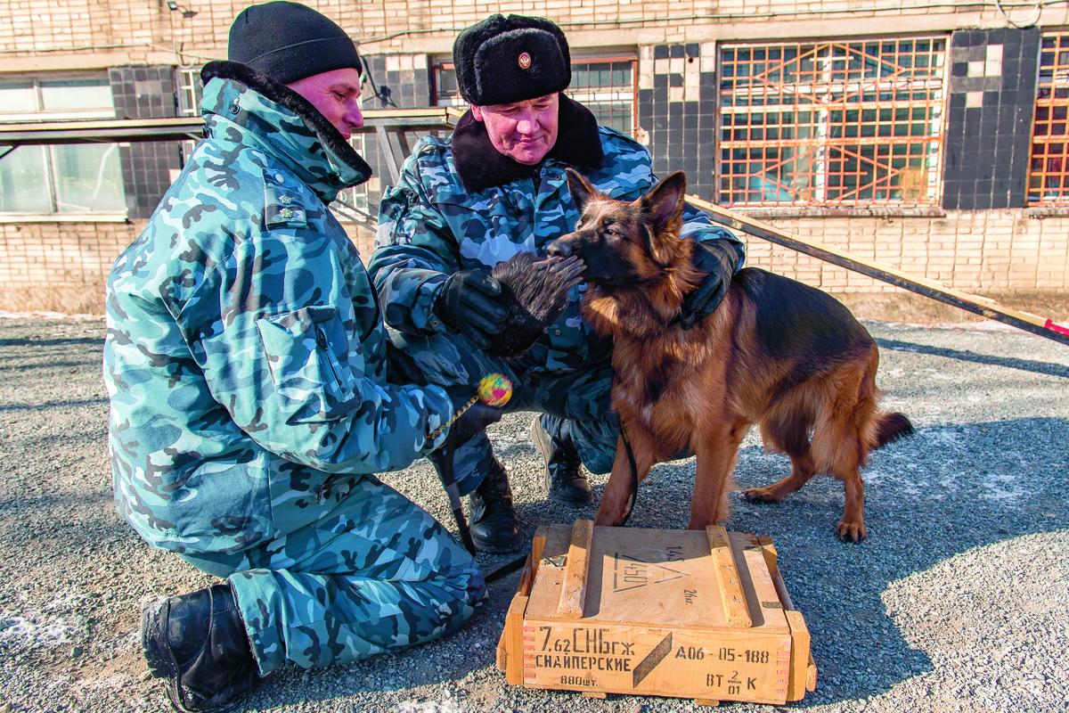 Honden Russische Douane