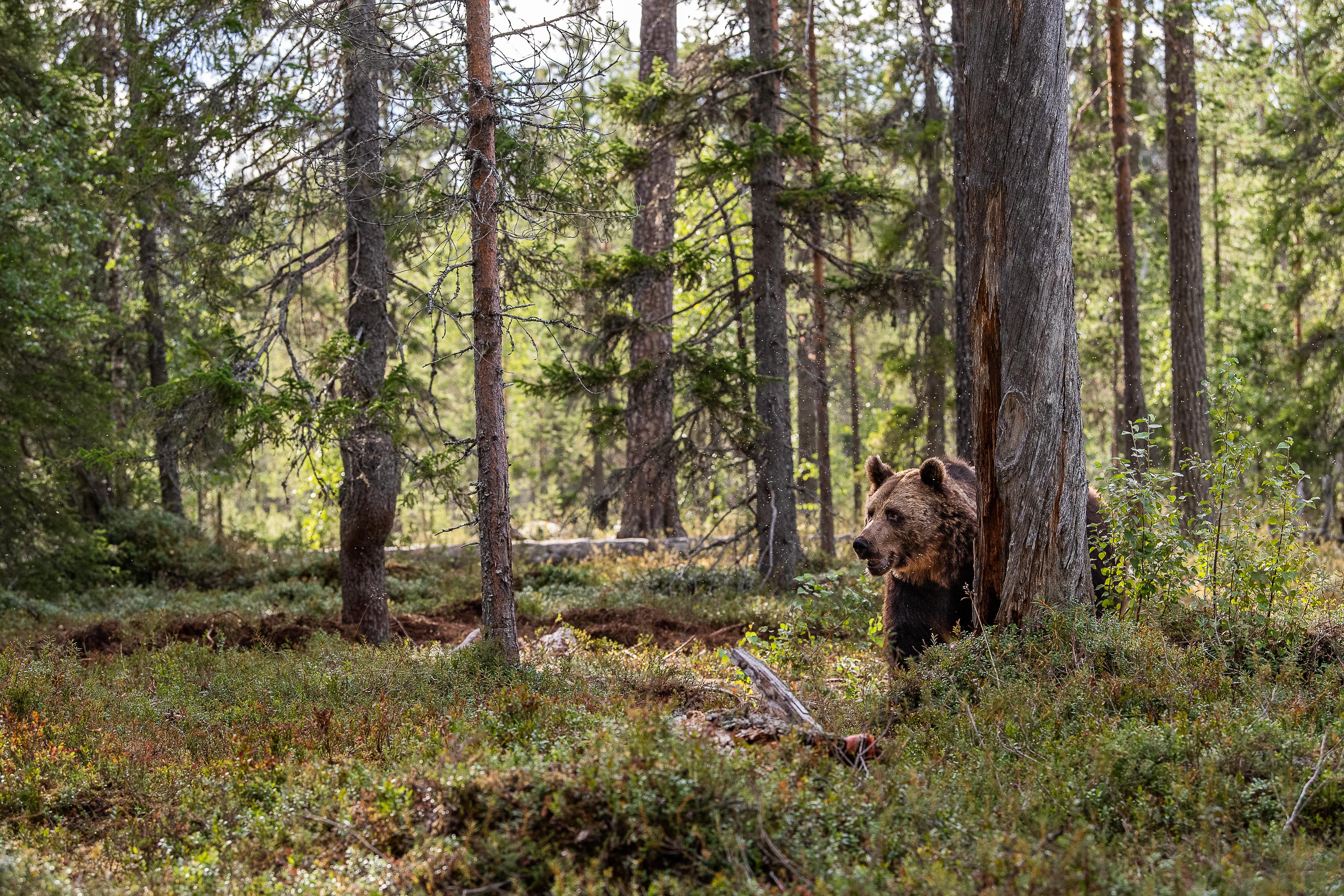 Beer achter aan boom in het bos