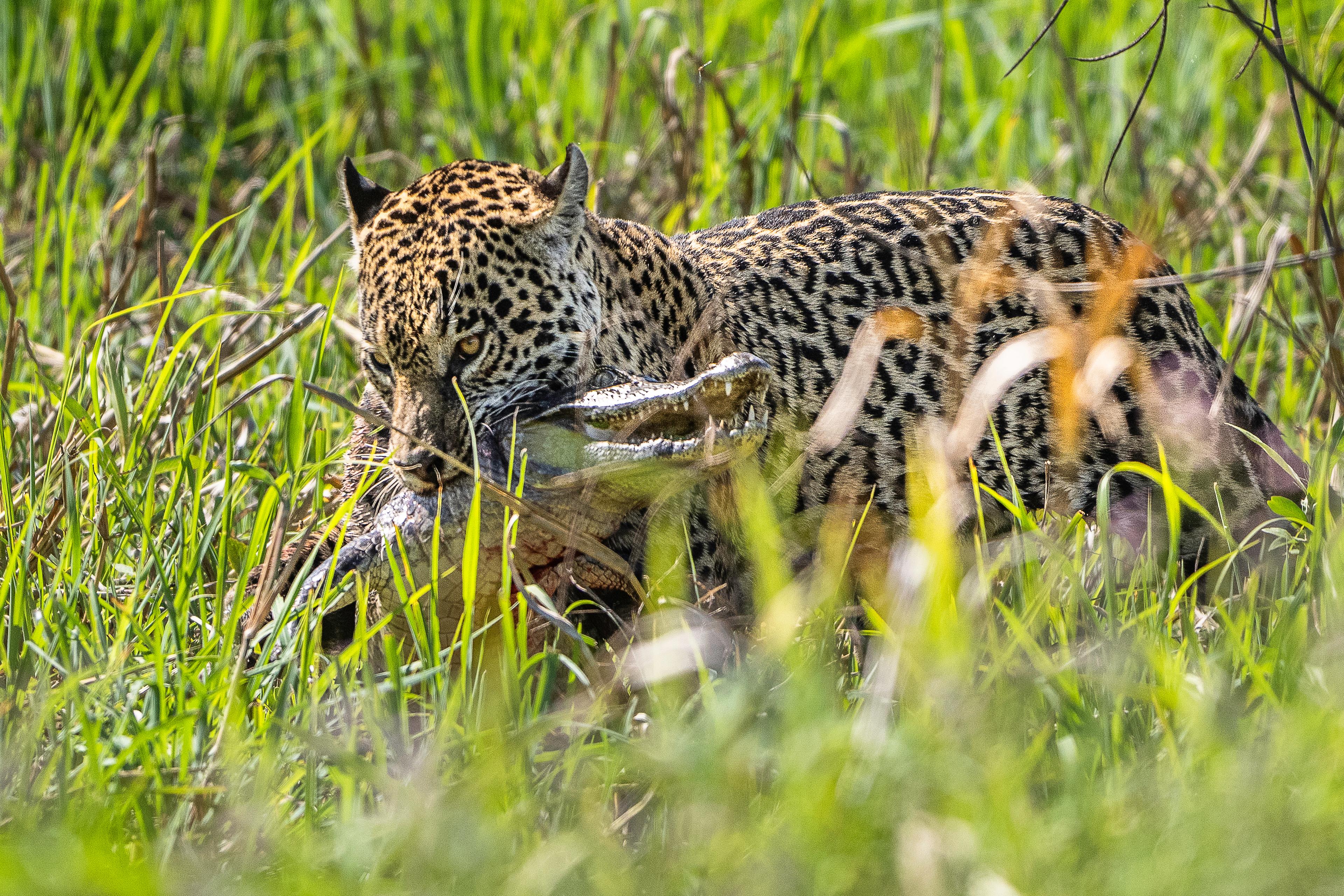 Jaguar bijt krokodil in nek