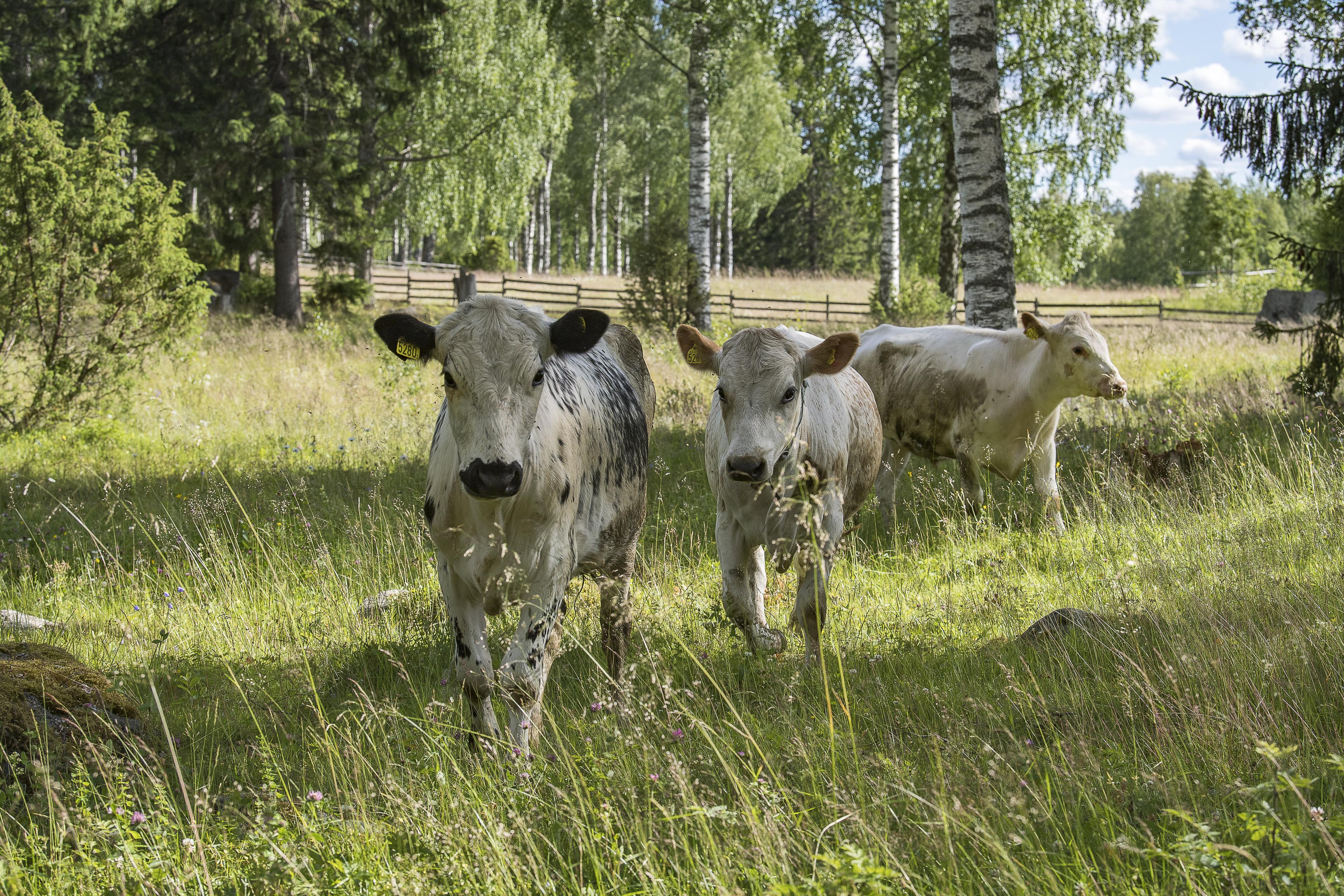 Bosgrazen met fjällkoeien