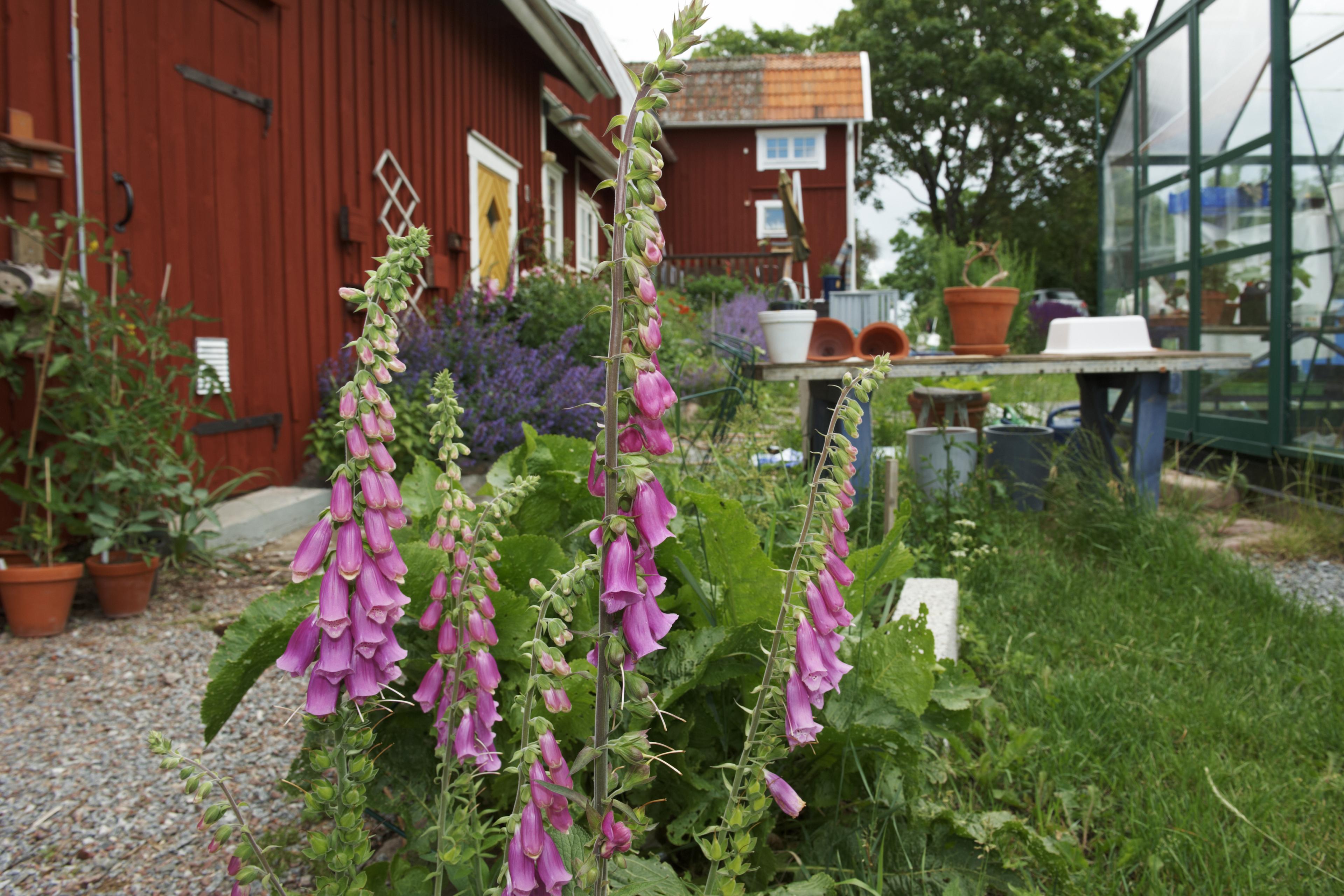 Tuin met kas en potten