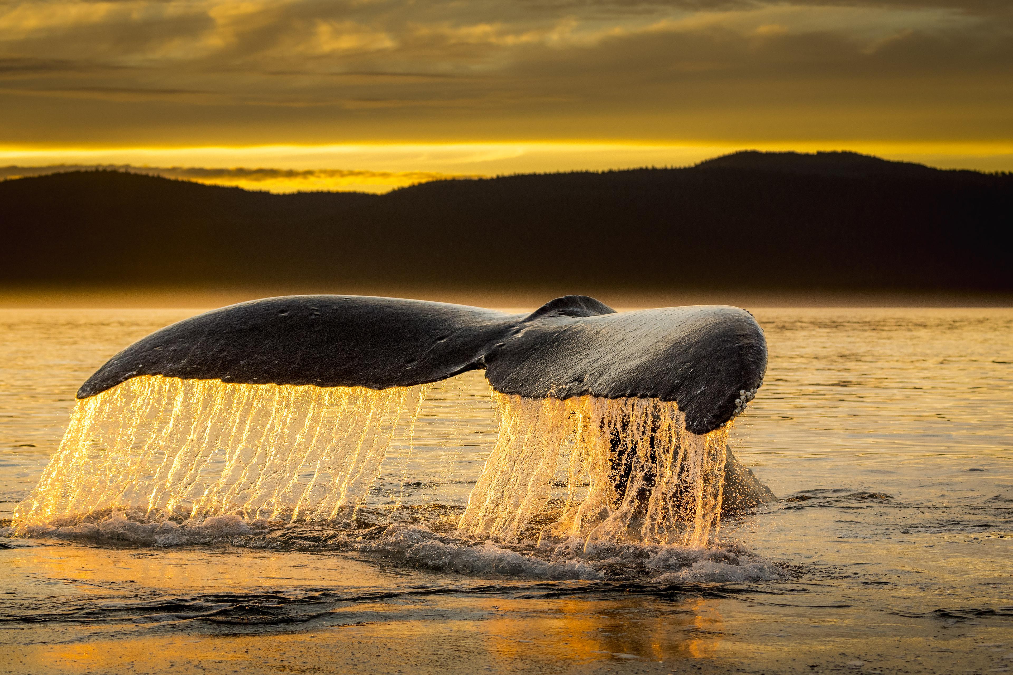 Walvis staart komt boven water uit