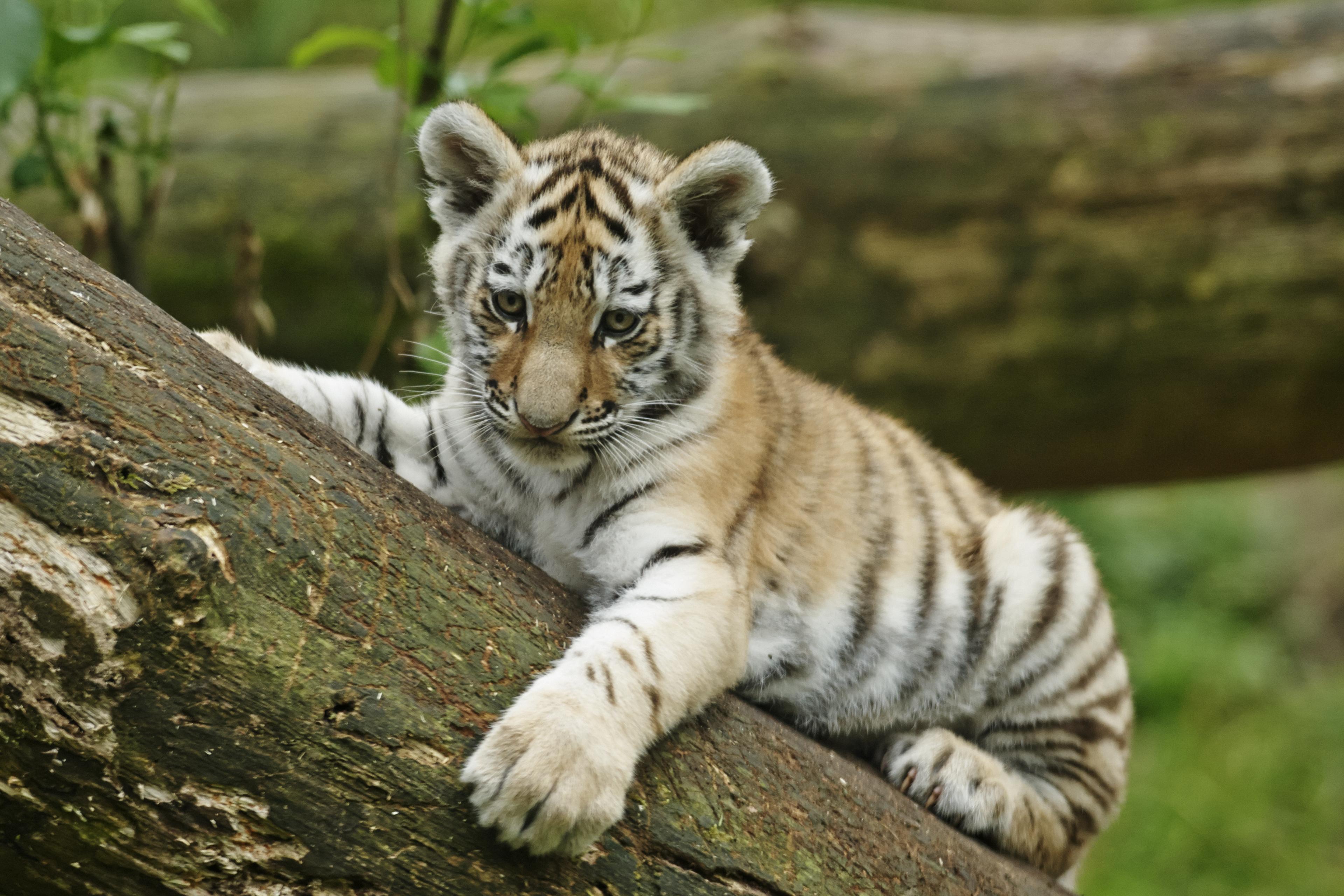 Amoertijger welp