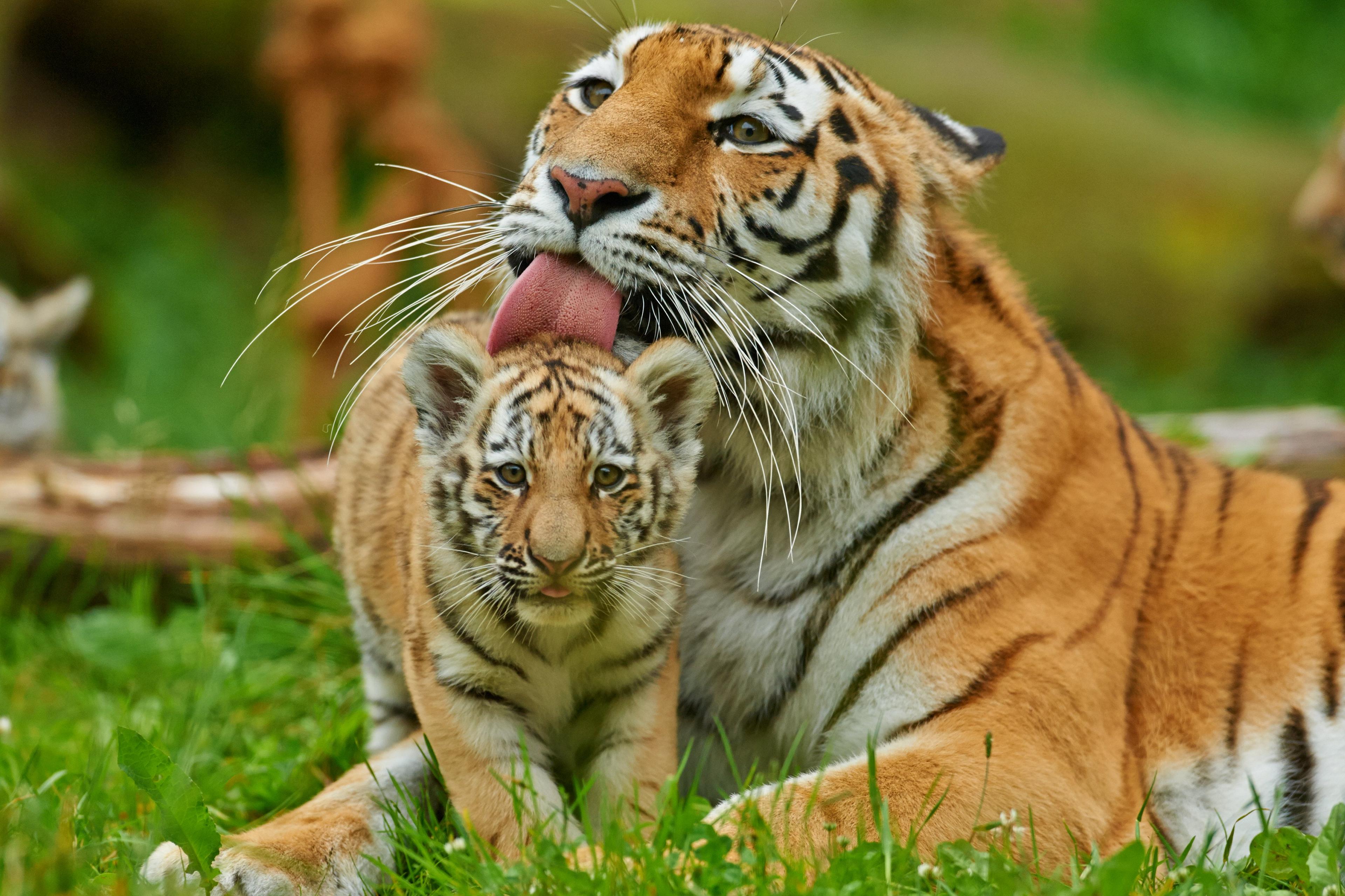 Amoertijger met welpje in het gras