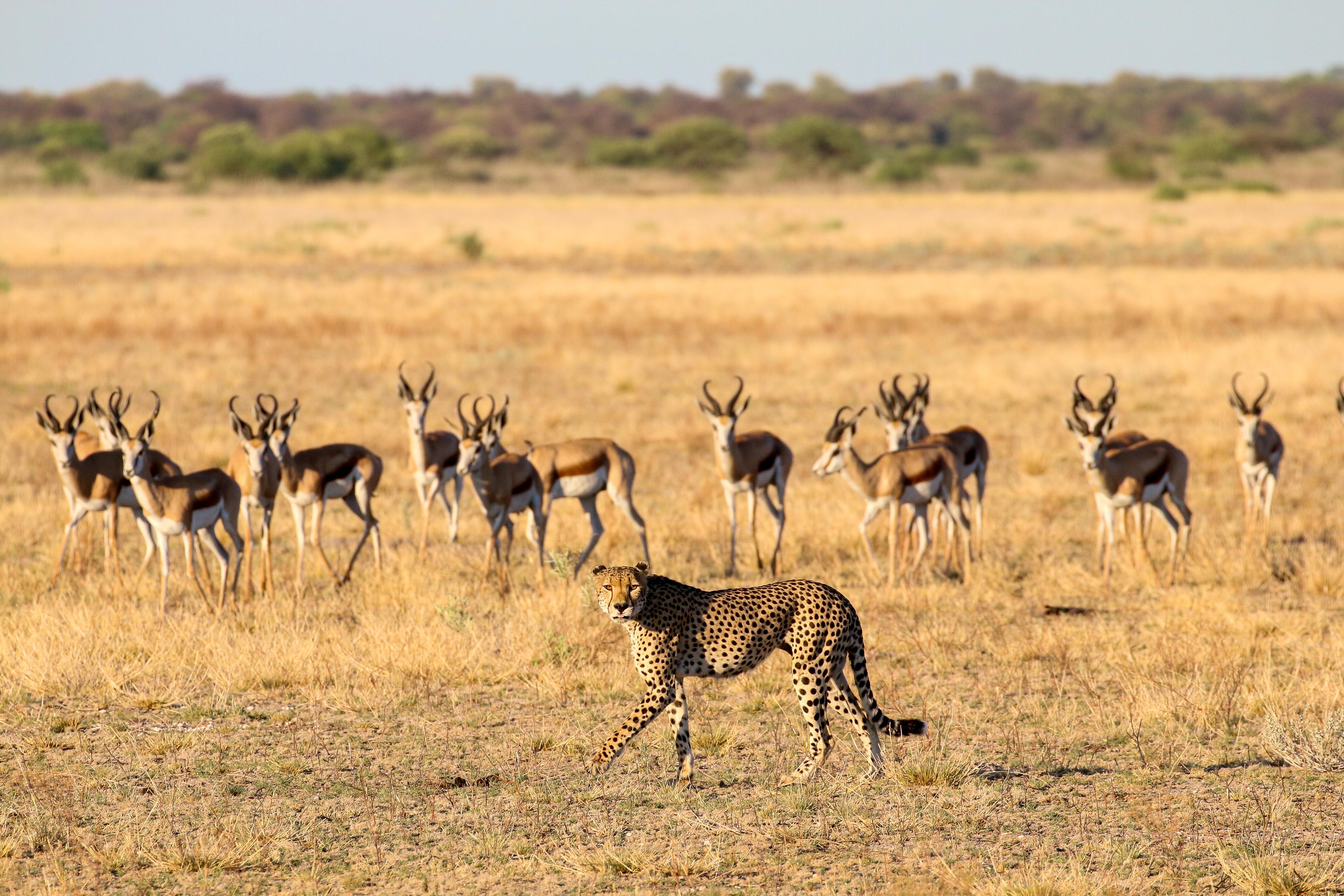 Cheetah en kudde springbokken in een veld