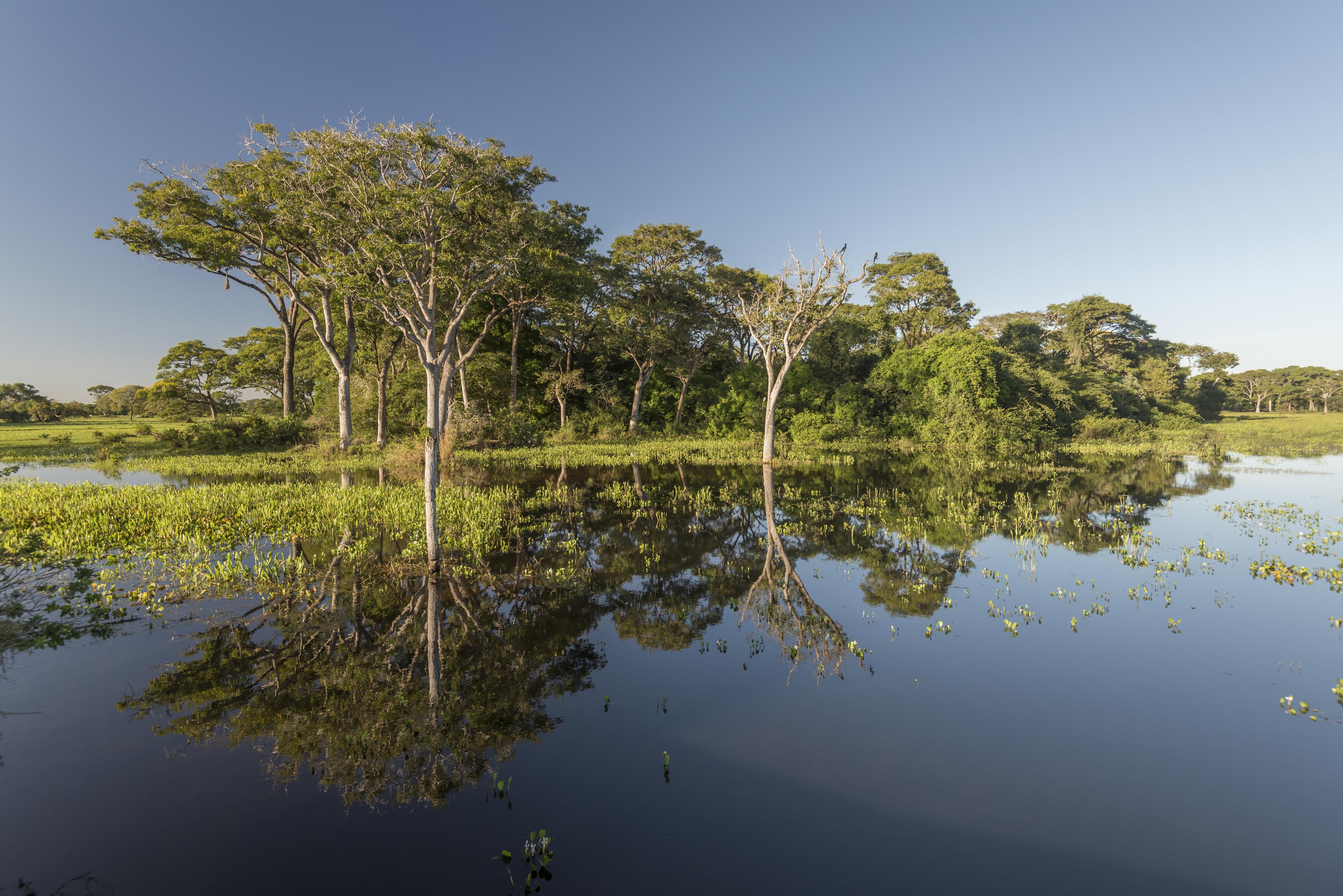bomen weerspiegelen water pantanal