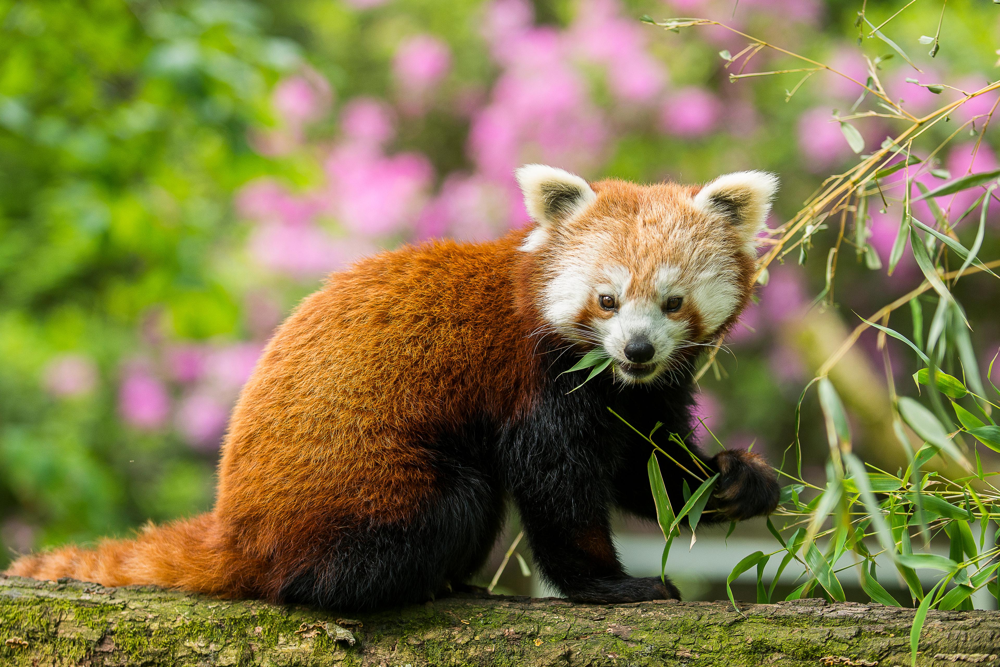 Rode panda eet bamboe