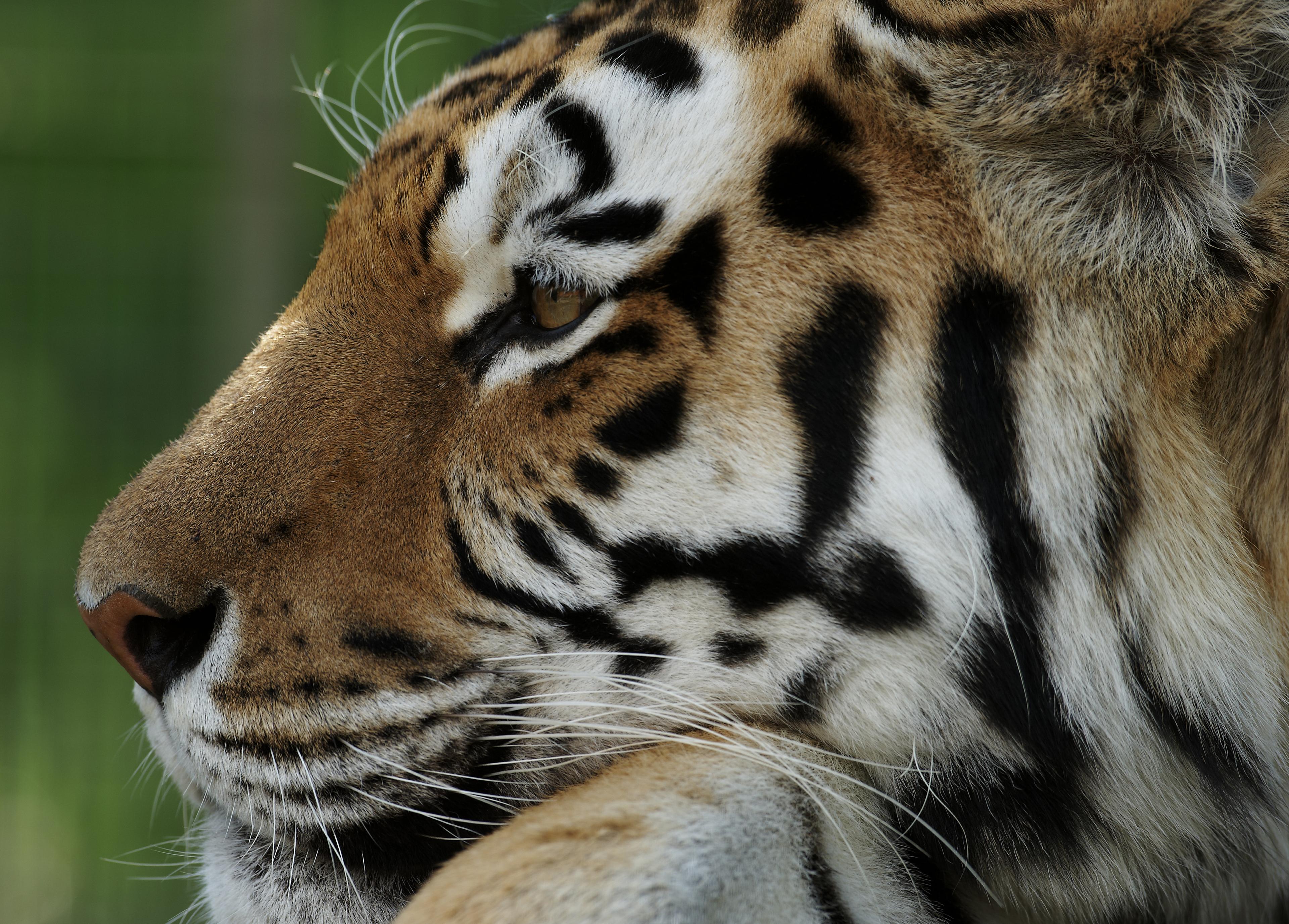 Zijaanzicht tijger close-up