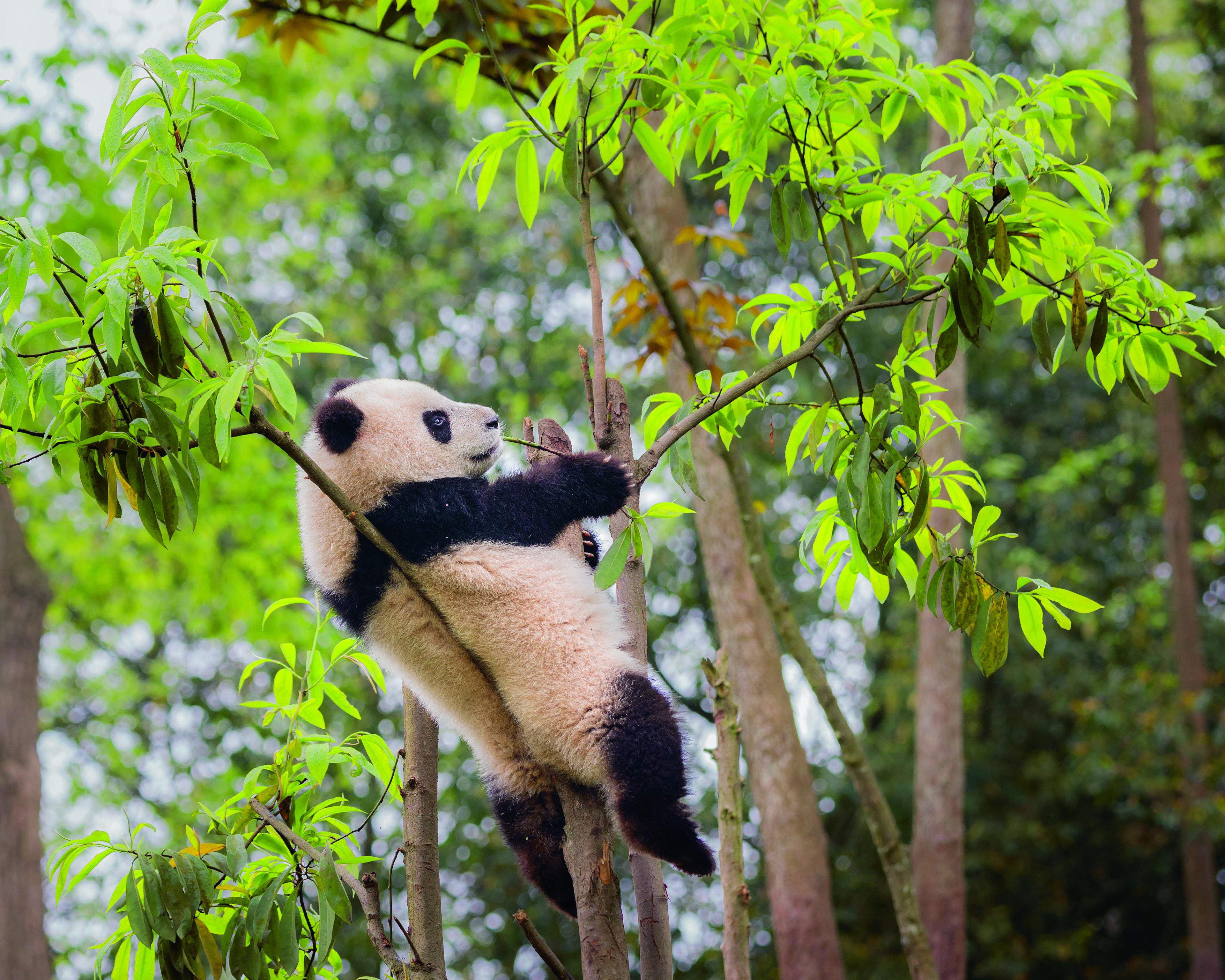 Reuzenpanda