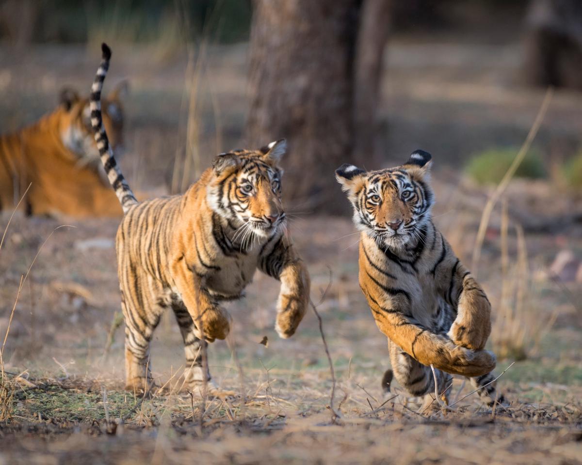 Jonge tijgers spelen in India