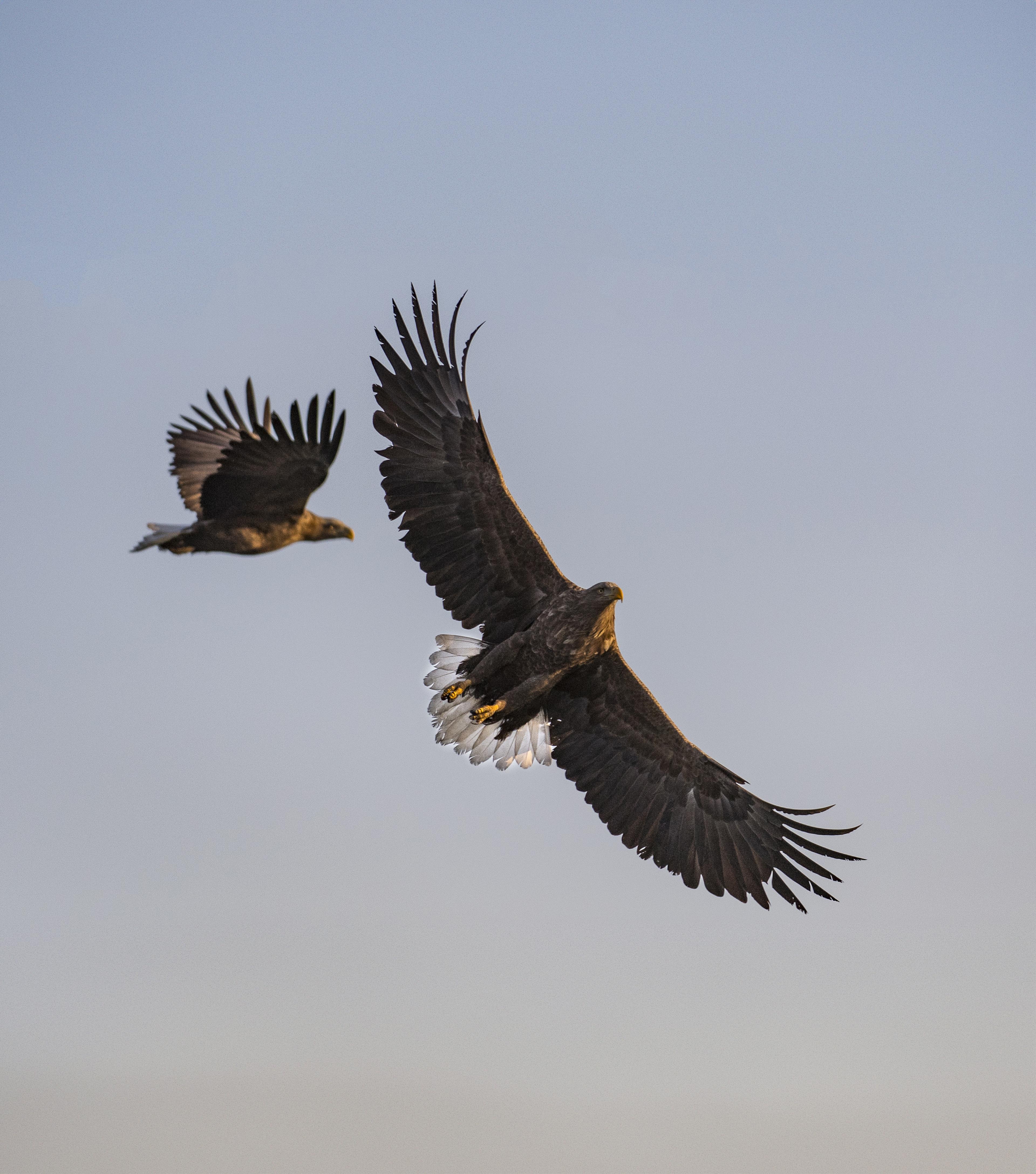 Zeearenden in de lucht