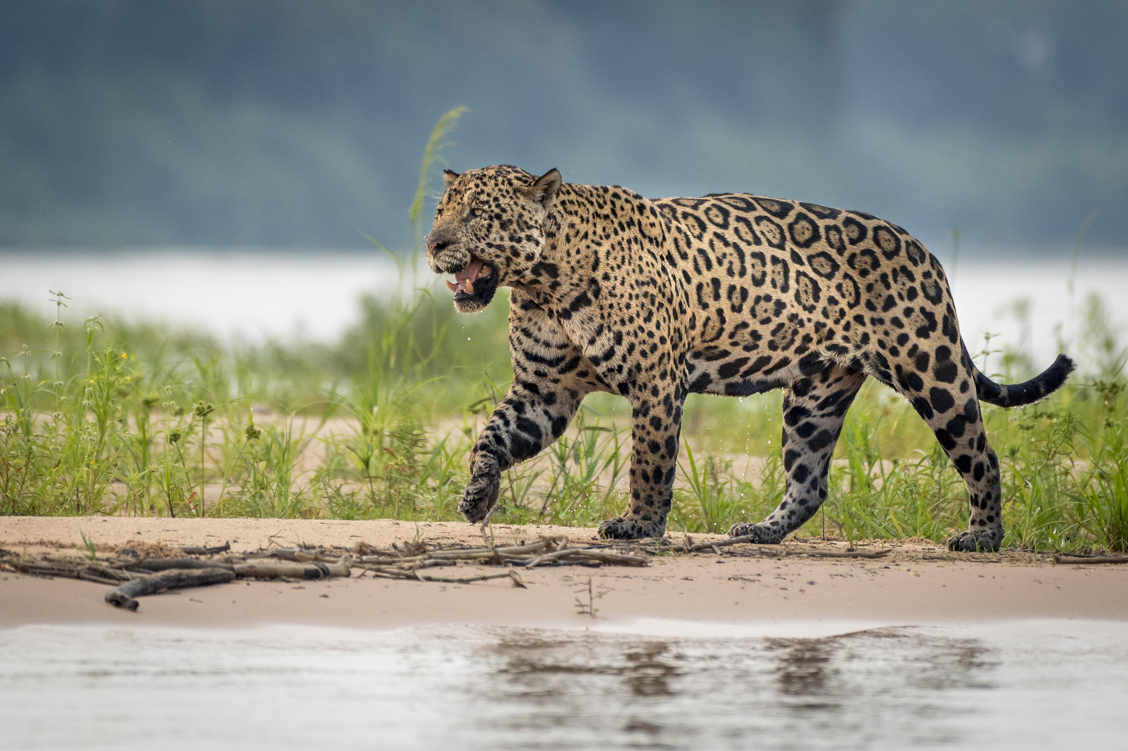 Close-up van een jaguar die langs de rivier loopt