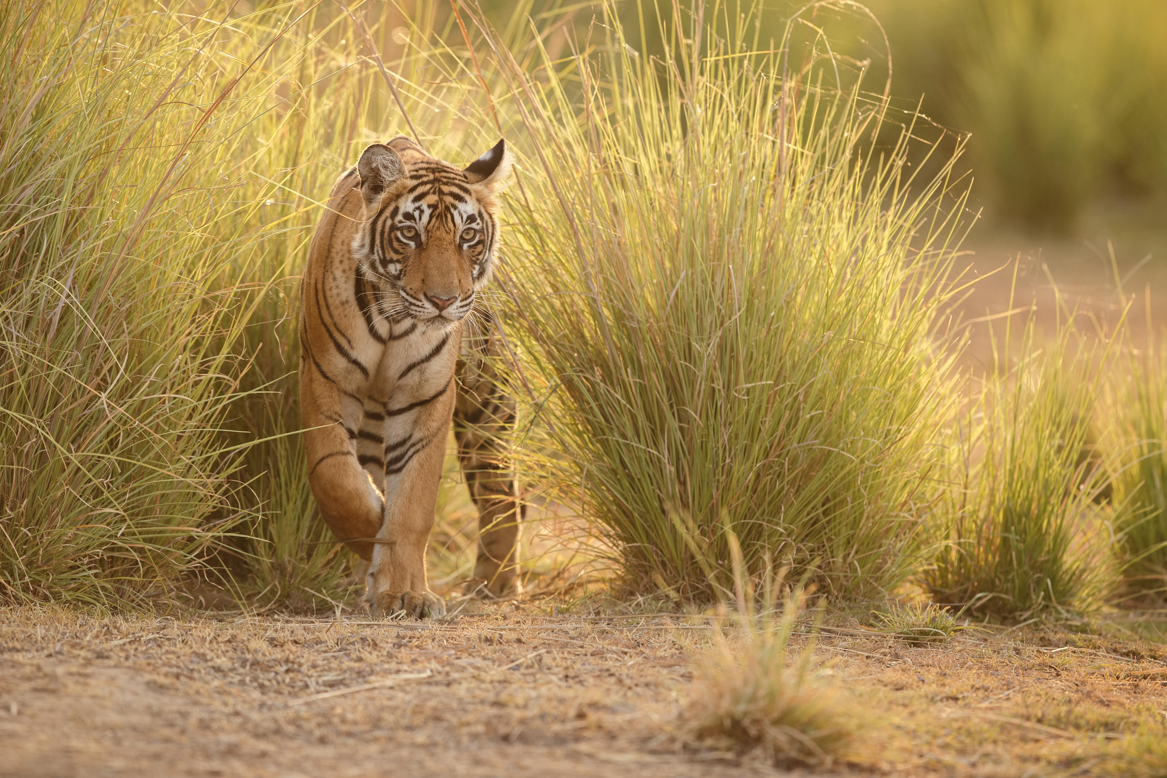 Tijger in het gras