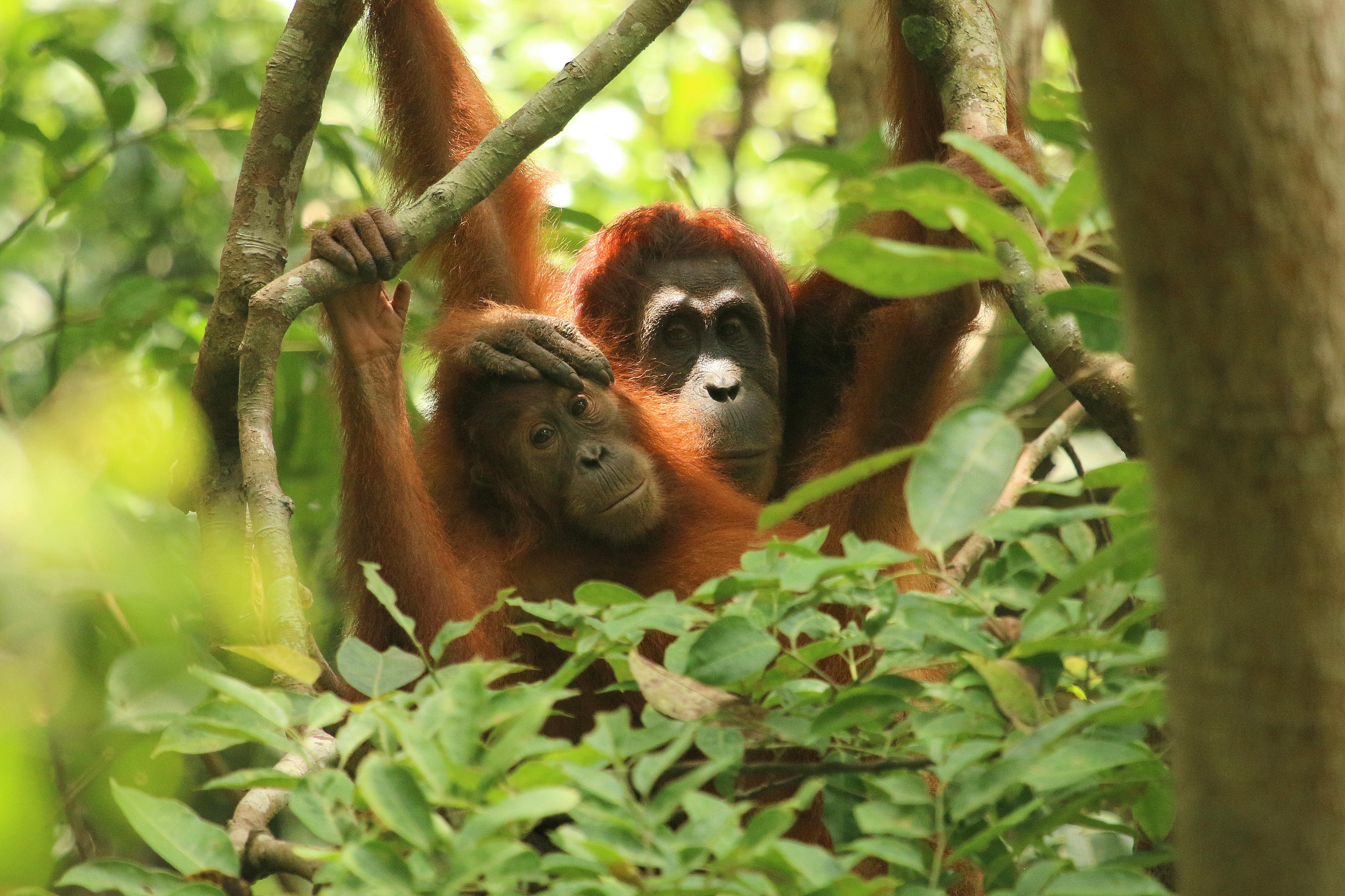 Orang-oetans in nest