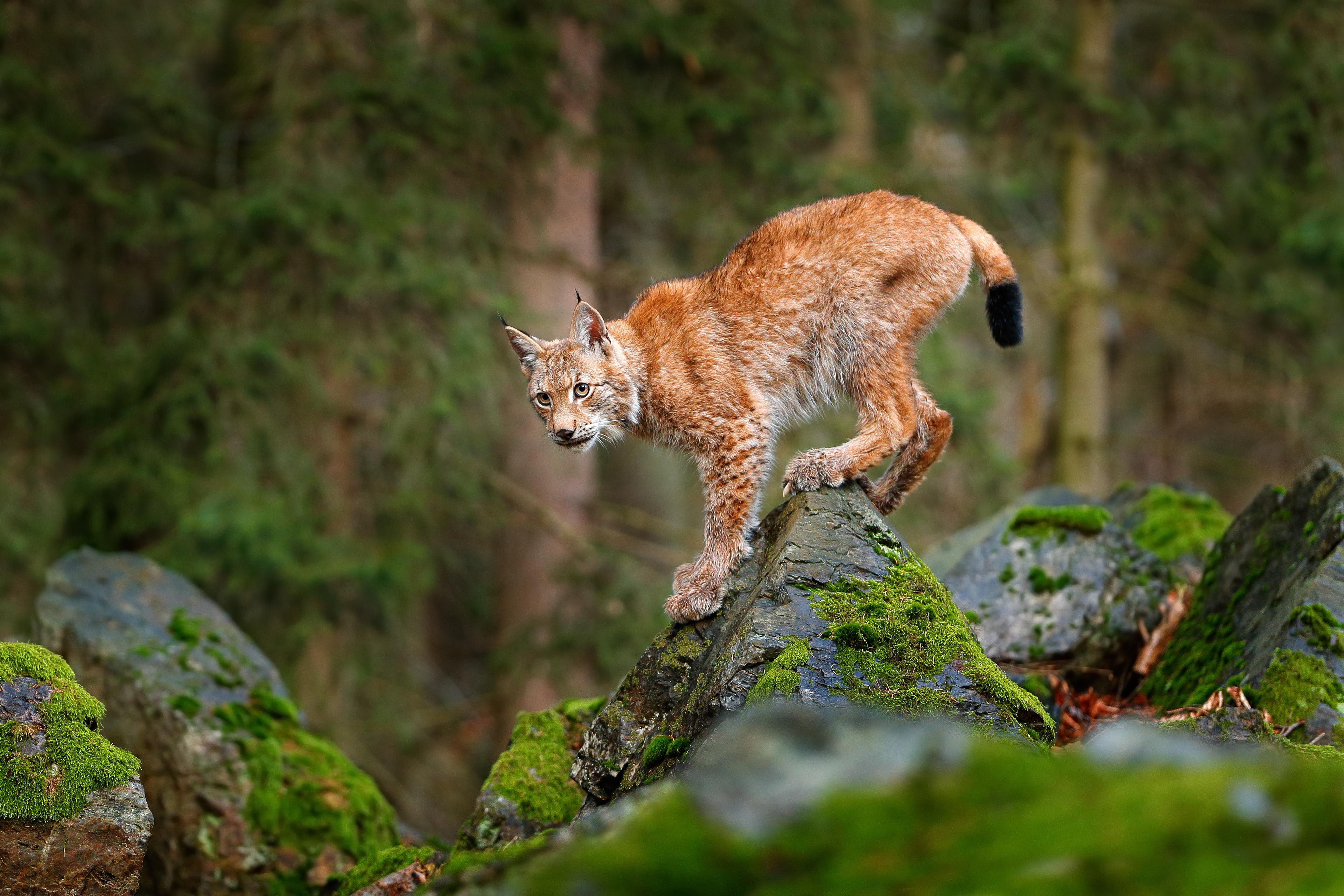 Lynx op stenen