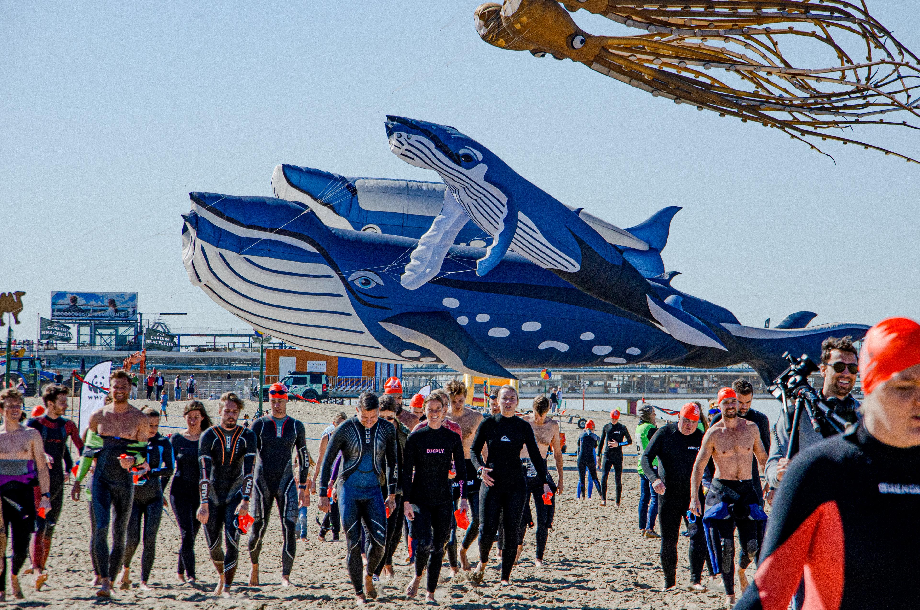 Deelnemers Sea Swim 2019 en vlieger walvis