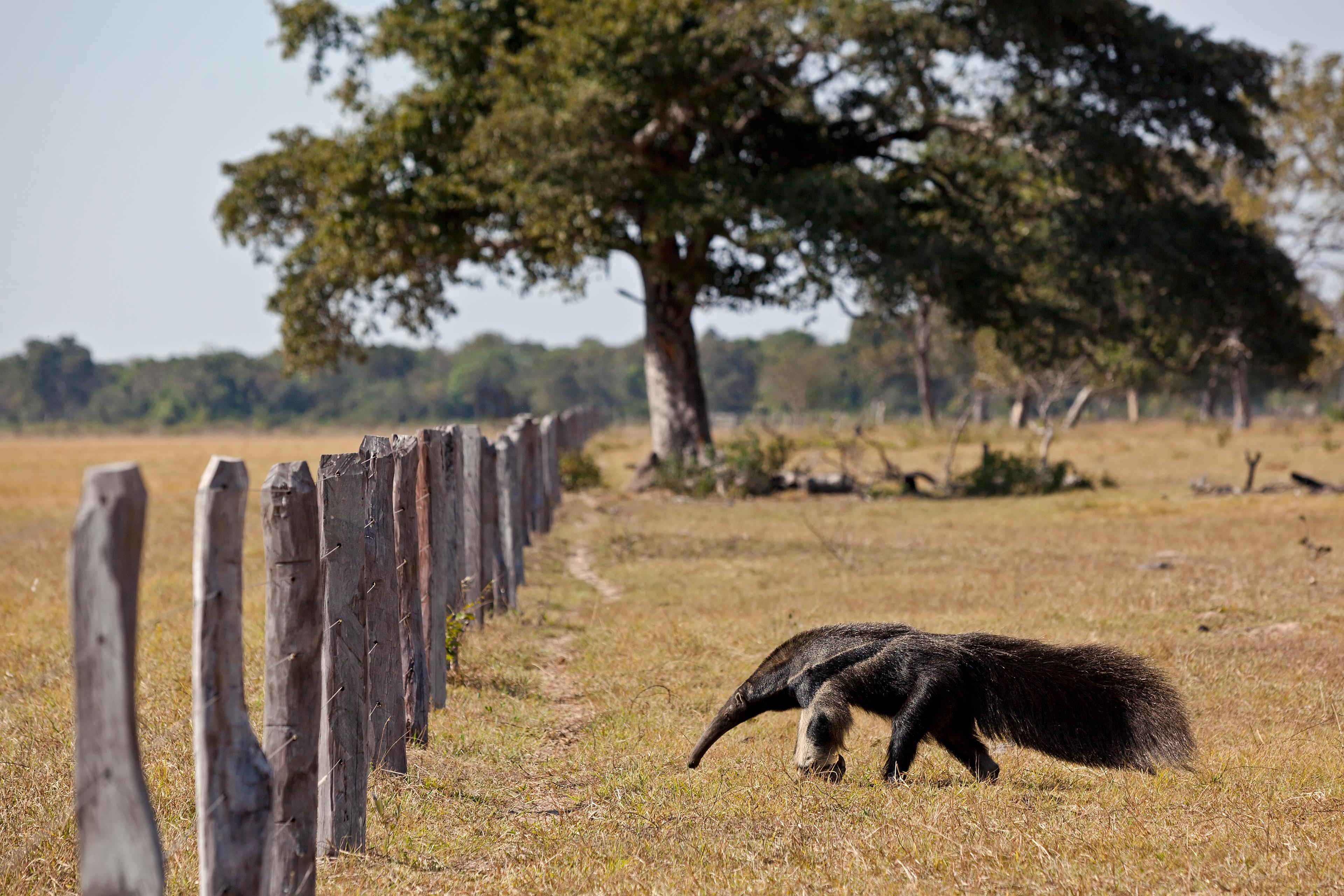 Miereneter loopt bij een hek, Pantanal