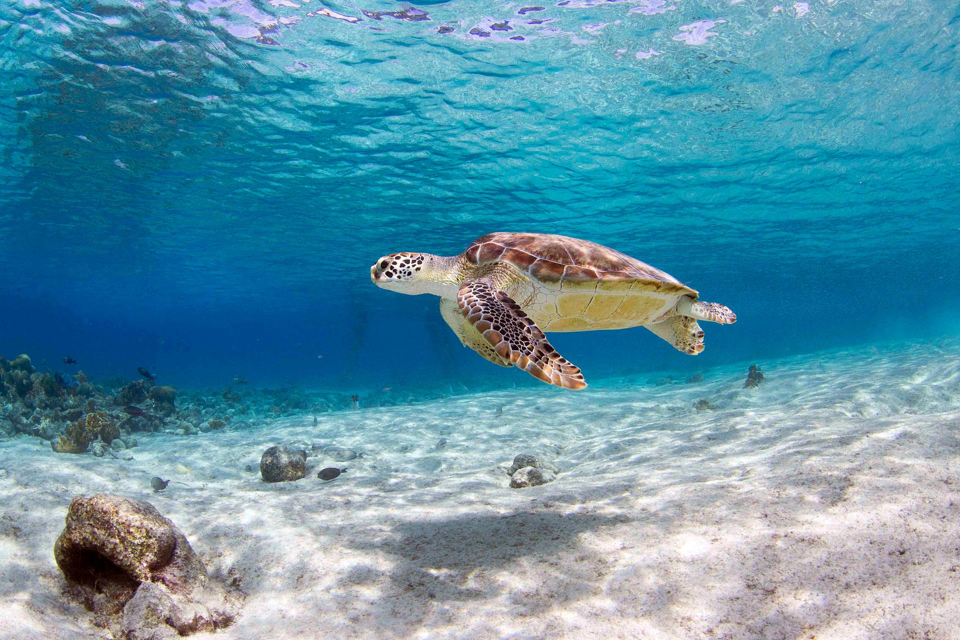 Een schildpad bij Bonaire