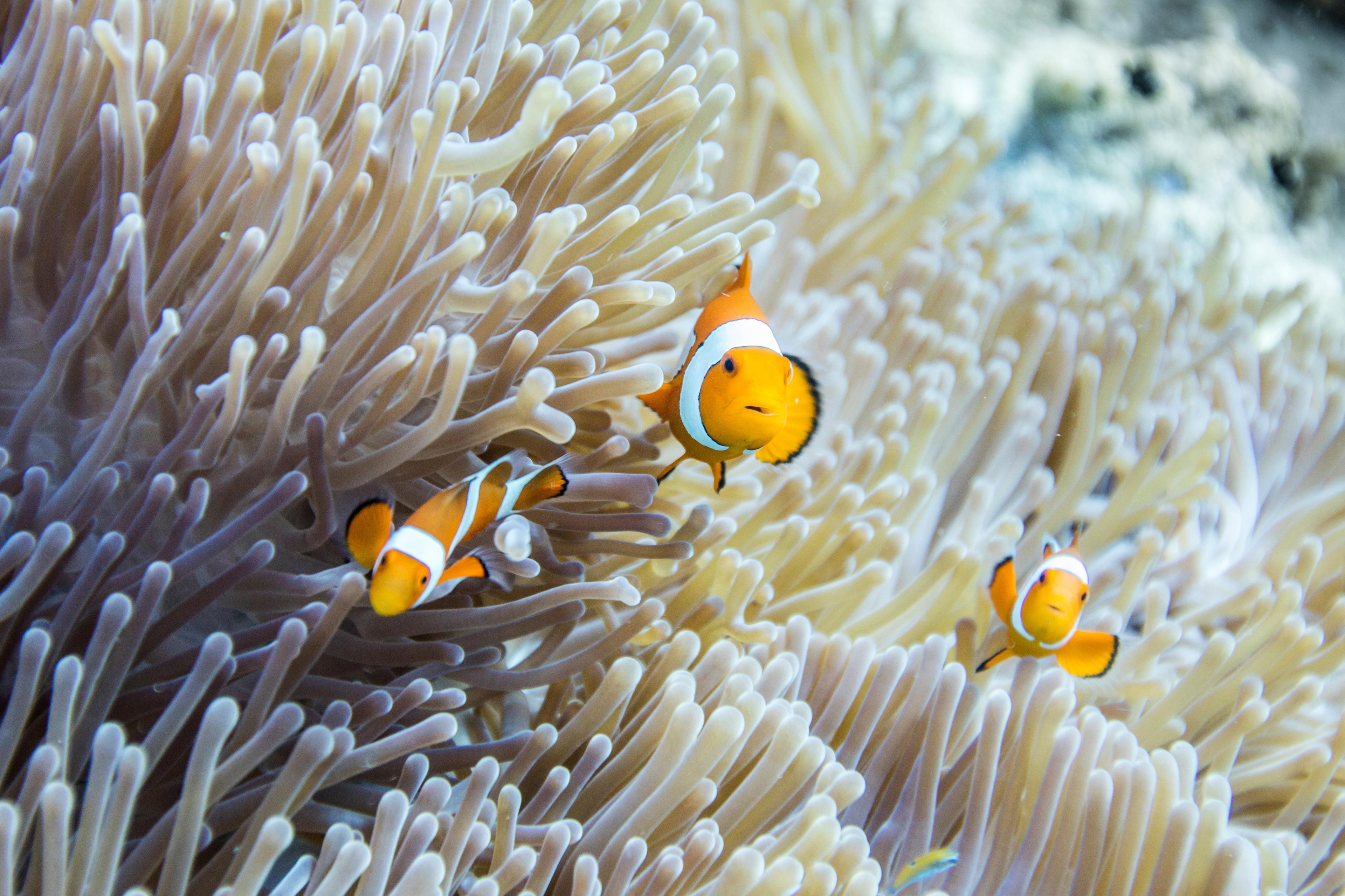 drie clown fish in koraal