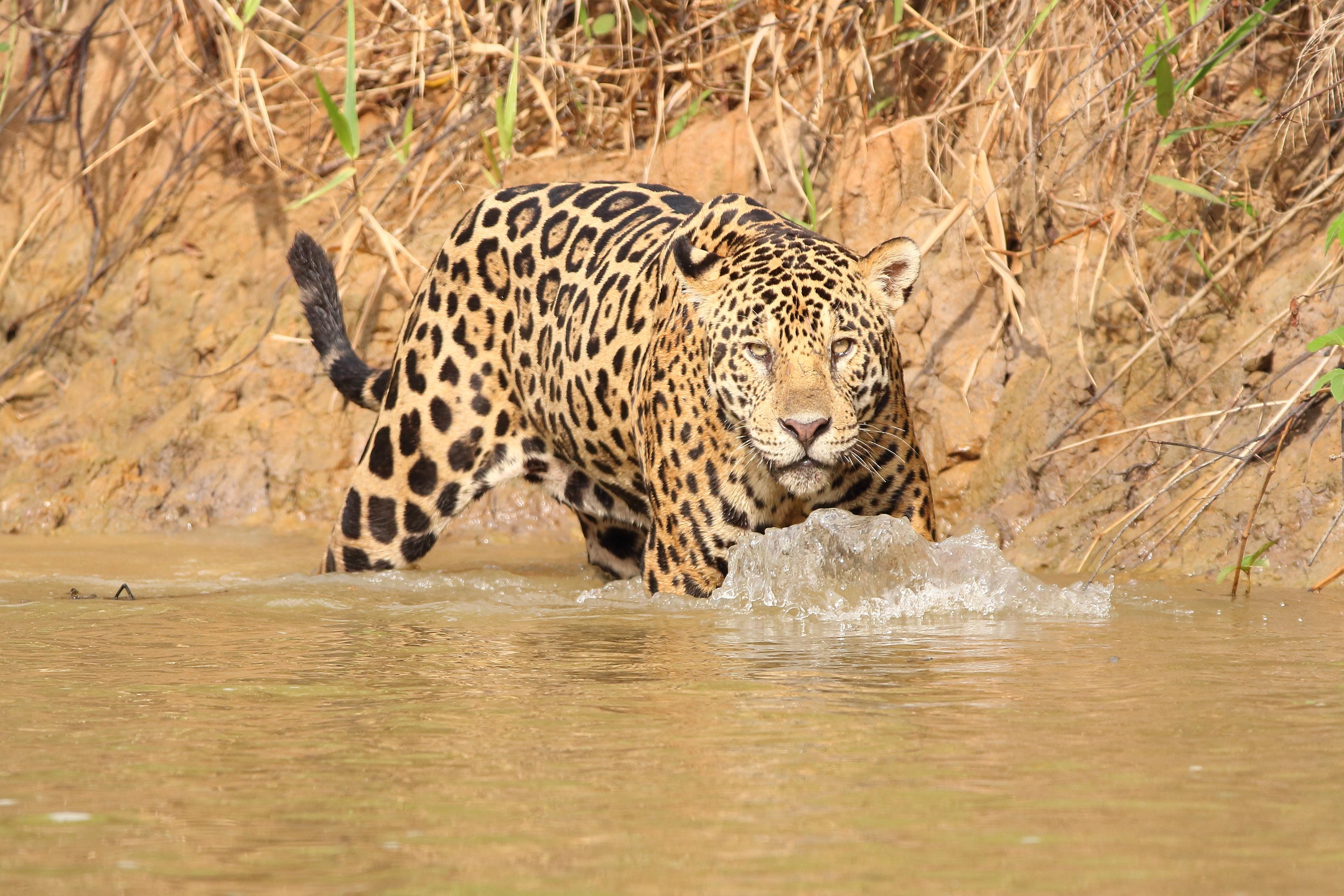 Jaguar loopt in het water, Cerrado, Brazilië