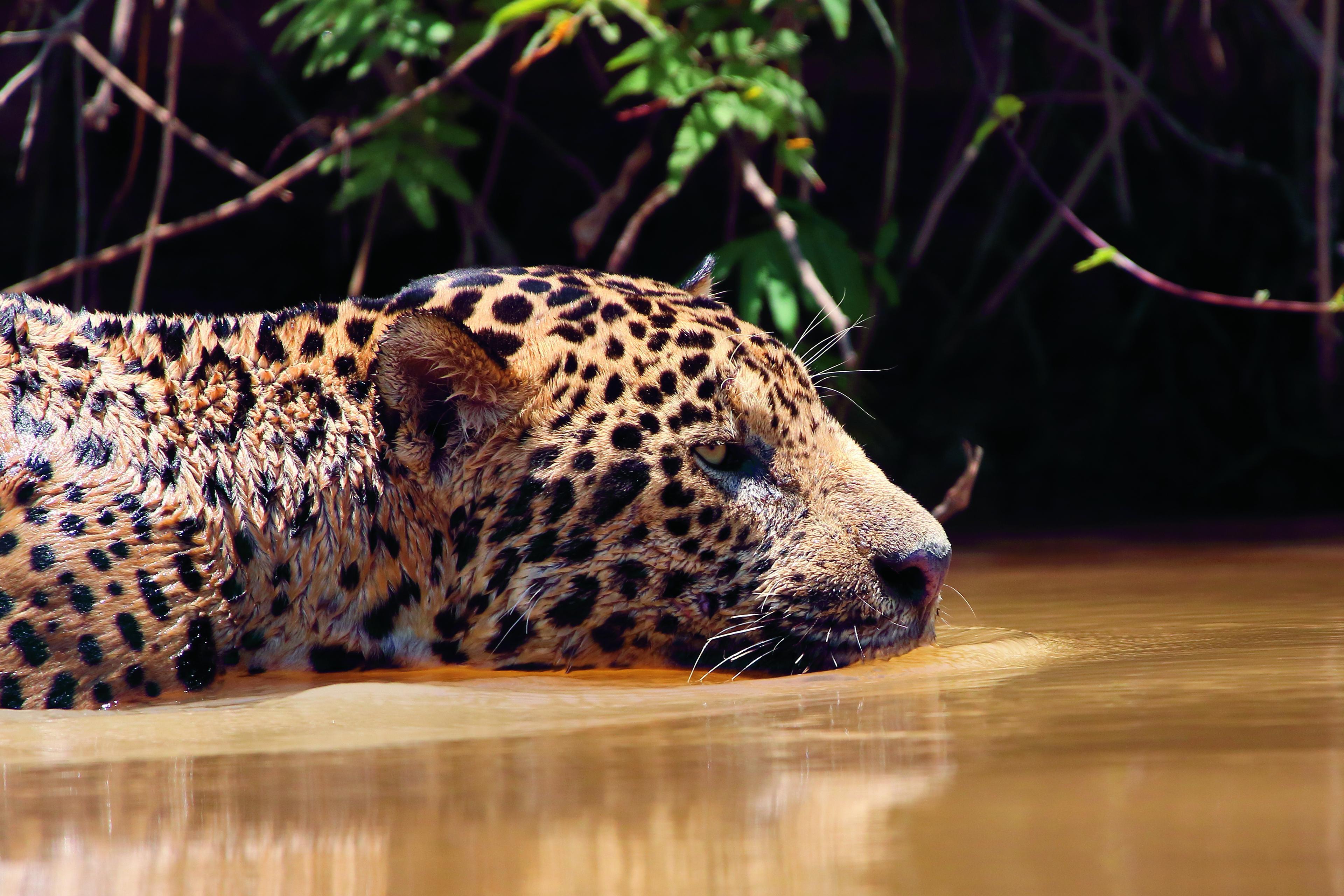 Kop jaguar
