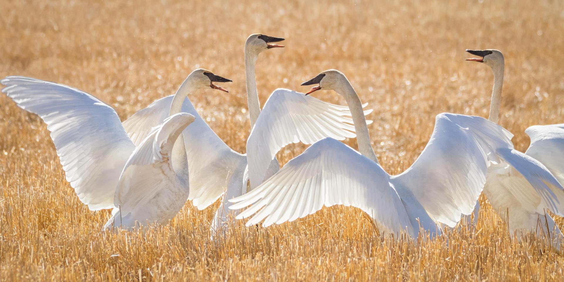 Drie zwanen