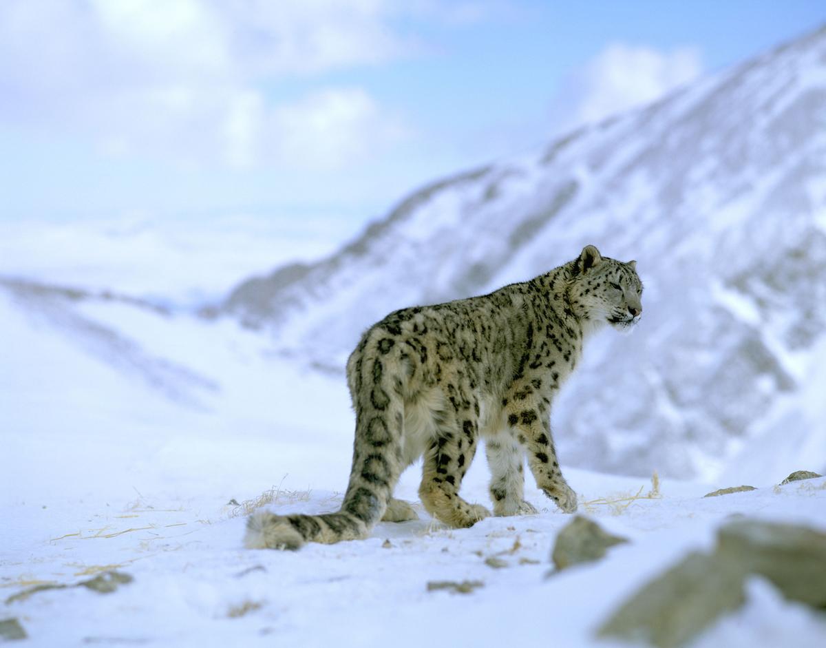 Sneeuwluipaard op een berg