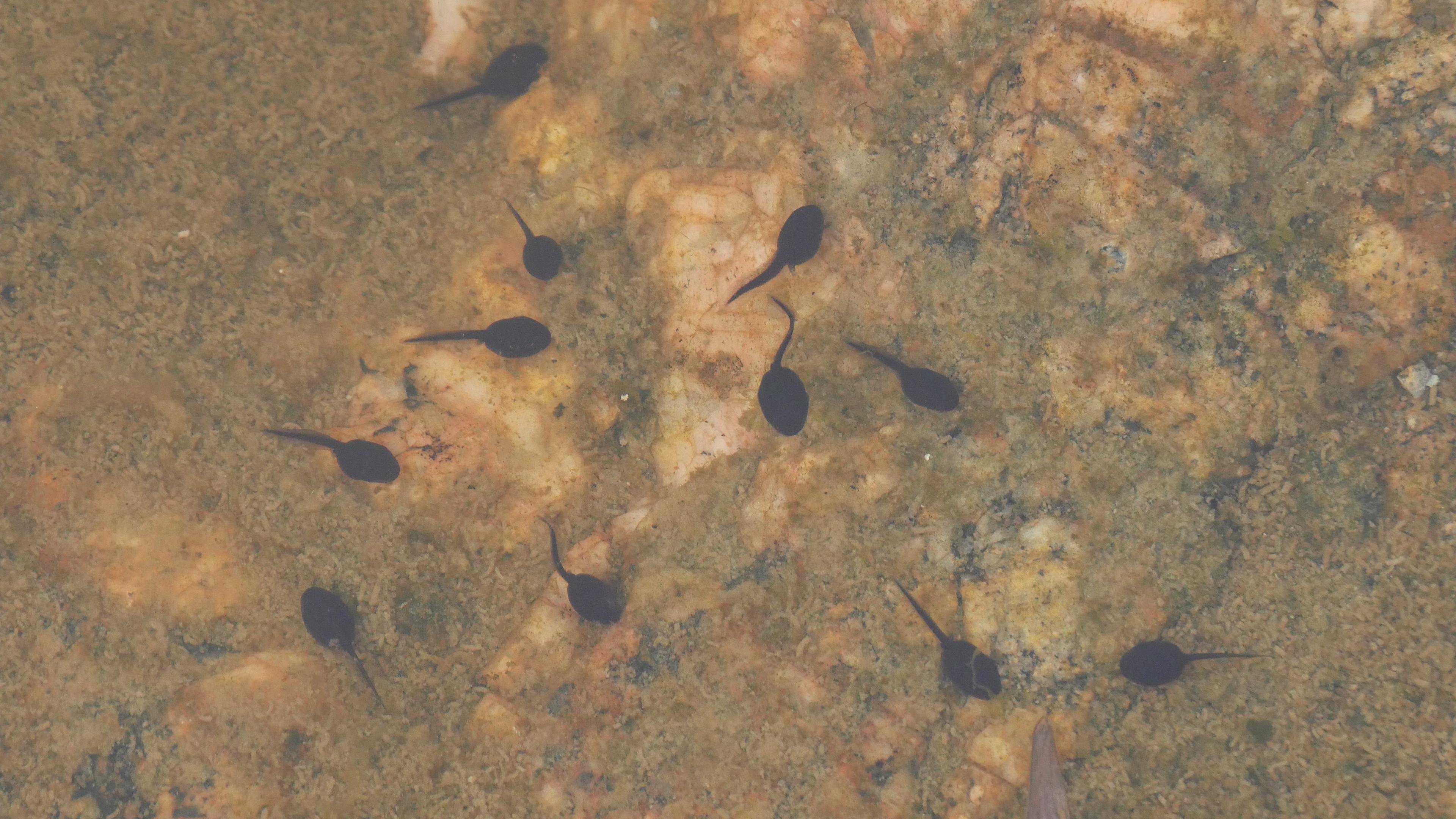 Kikkervisjes in het water