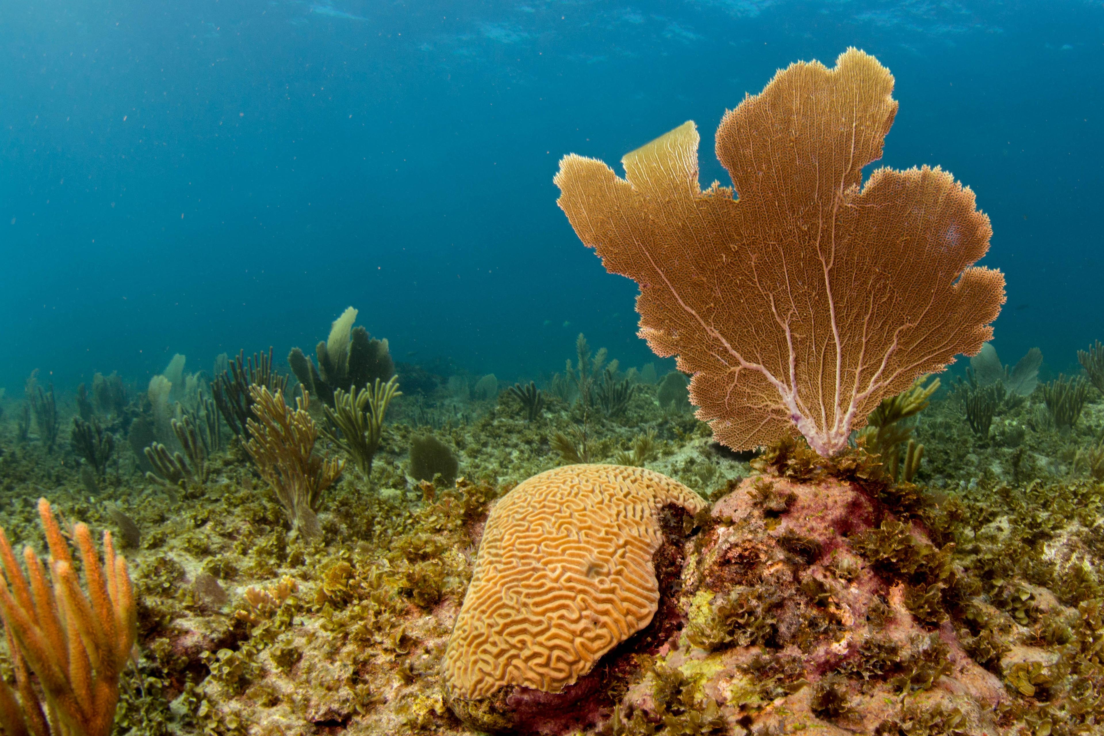 Koraal Bonaire