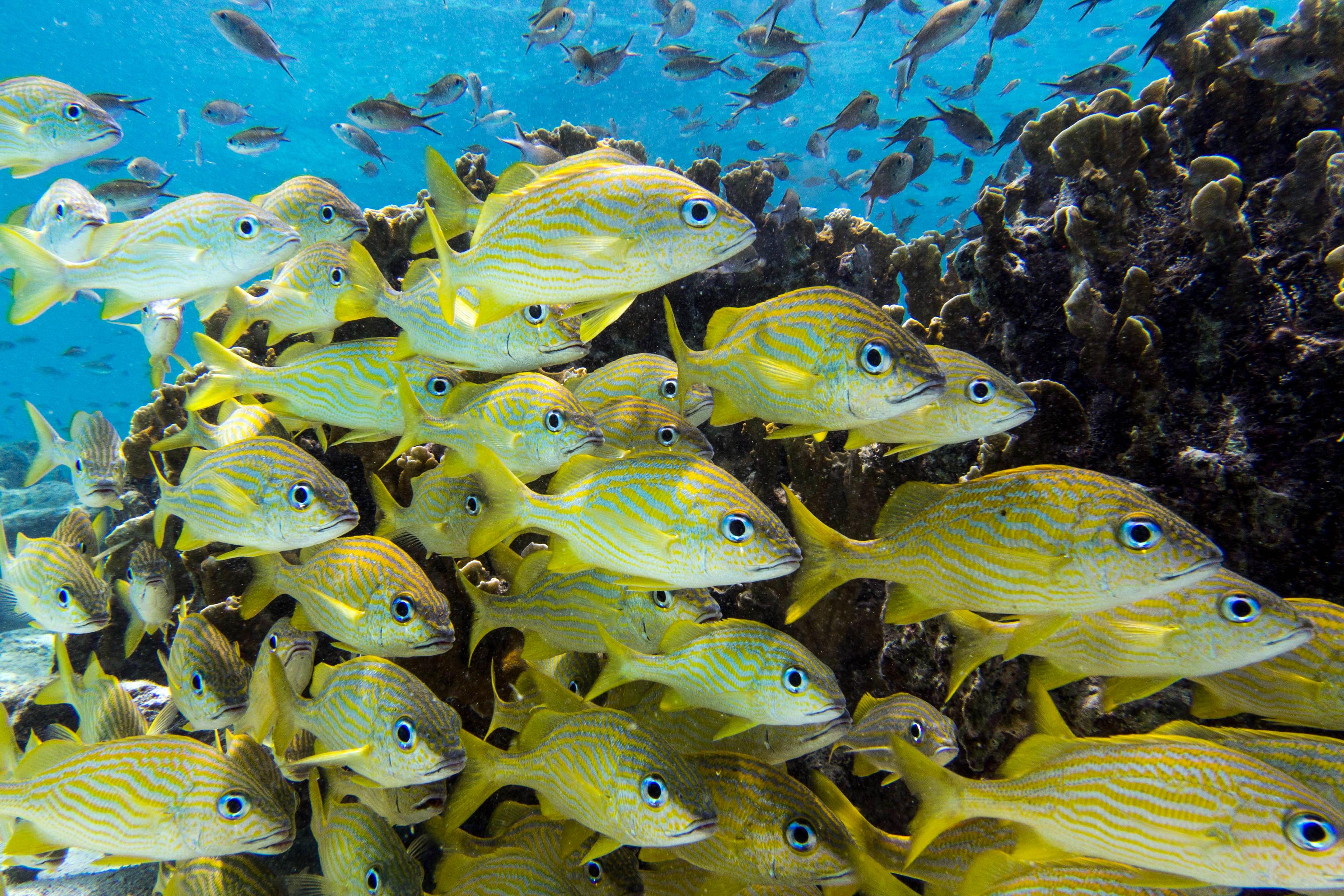 Vissen zwemmen, Bonaire